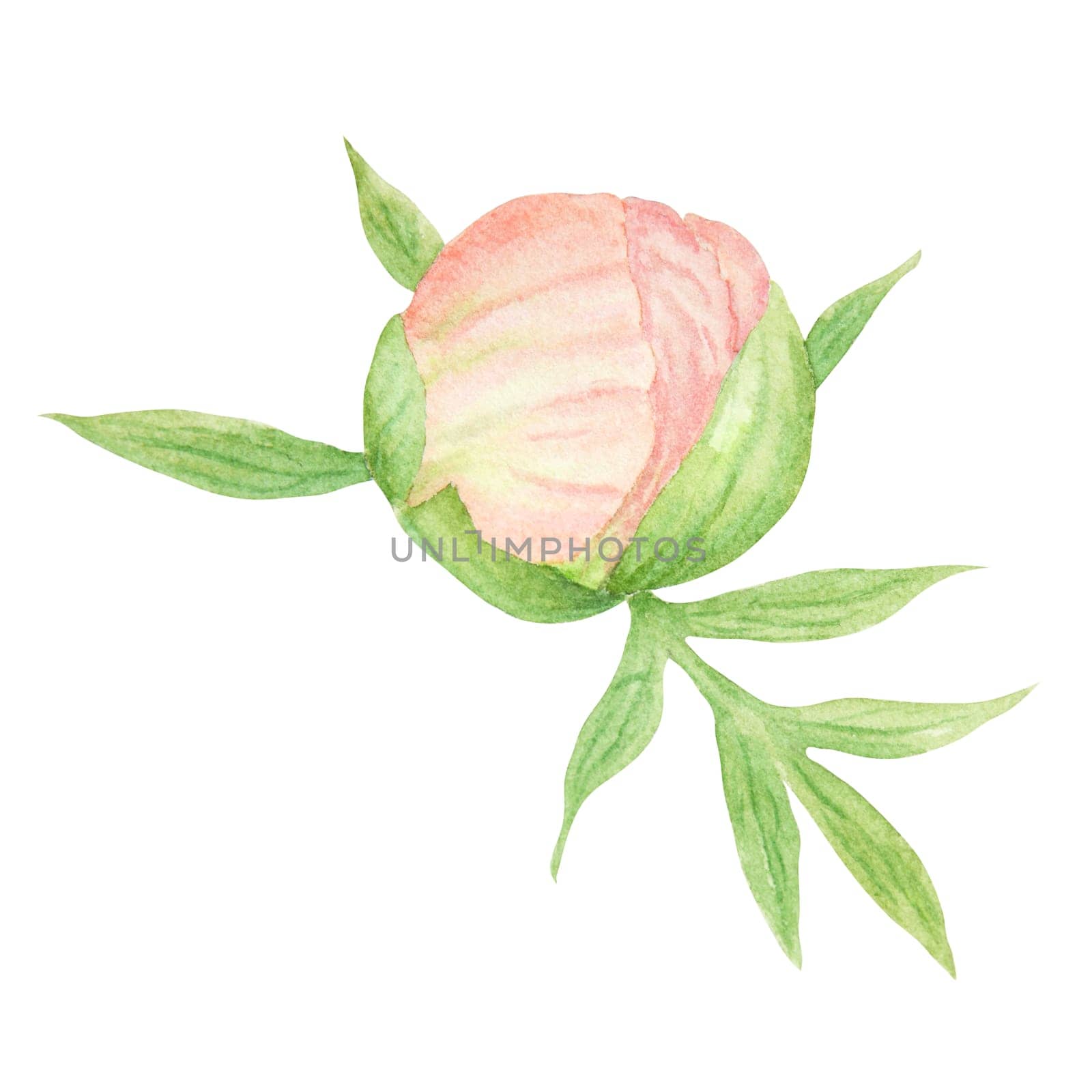 Peach peony bud watercolor hand drawn painting. Realistic flower clipart, floral arrangement. Chinese national symbol illustration. Perfect for card design, wedding invitation, prints, textile by florainlove_art