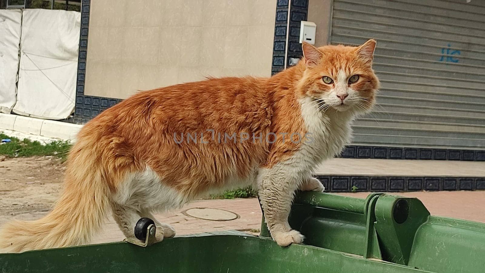 White ginger cat pets animal street. High quality photo