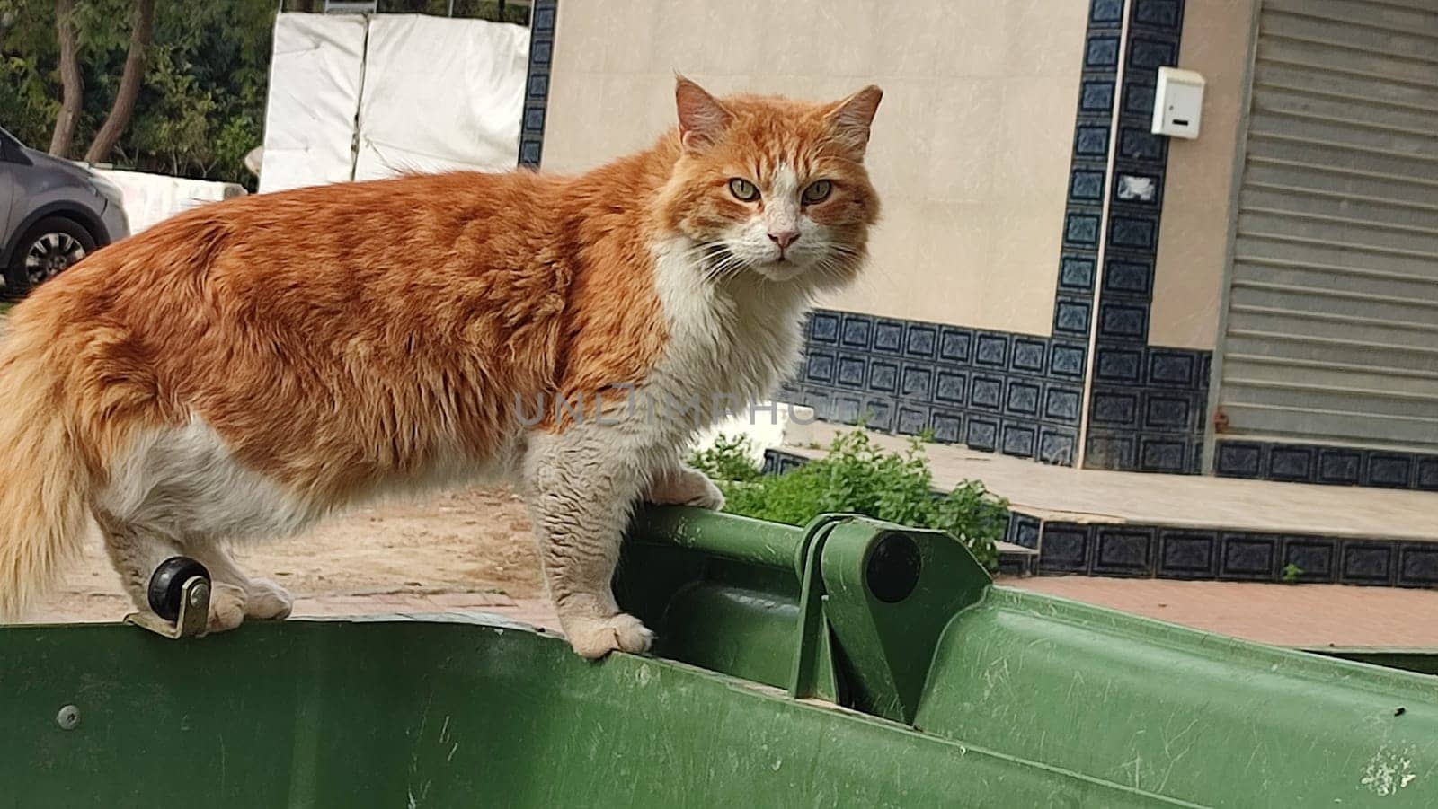 ginger cat pets animal street. High quality photo
