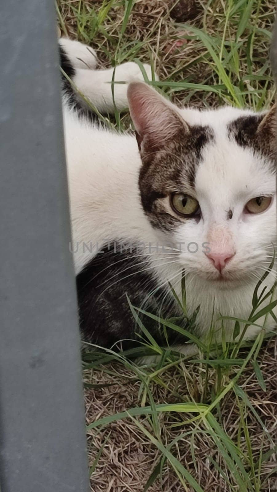 White black cat pets animal street. High quality photo