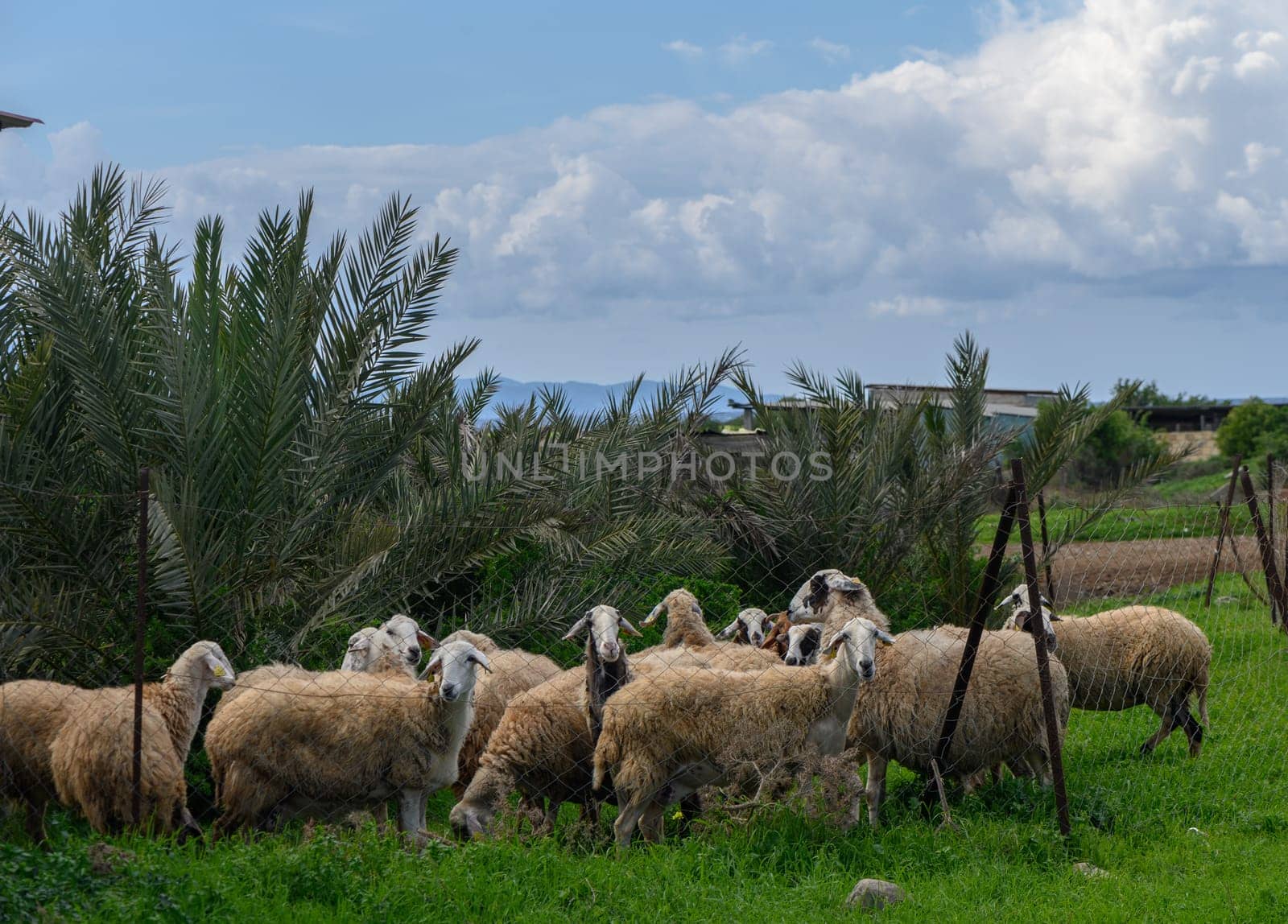 flock of sheep in a village in winter in Cyprus 1