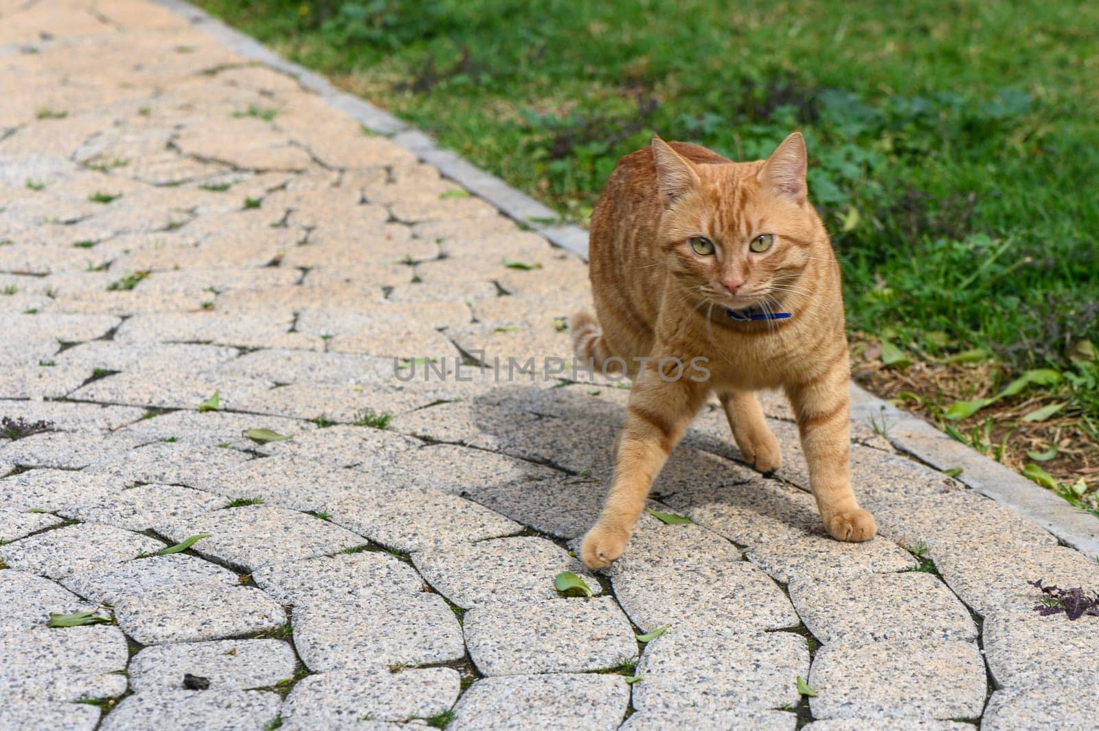 red cat in winter in Cyprus 1