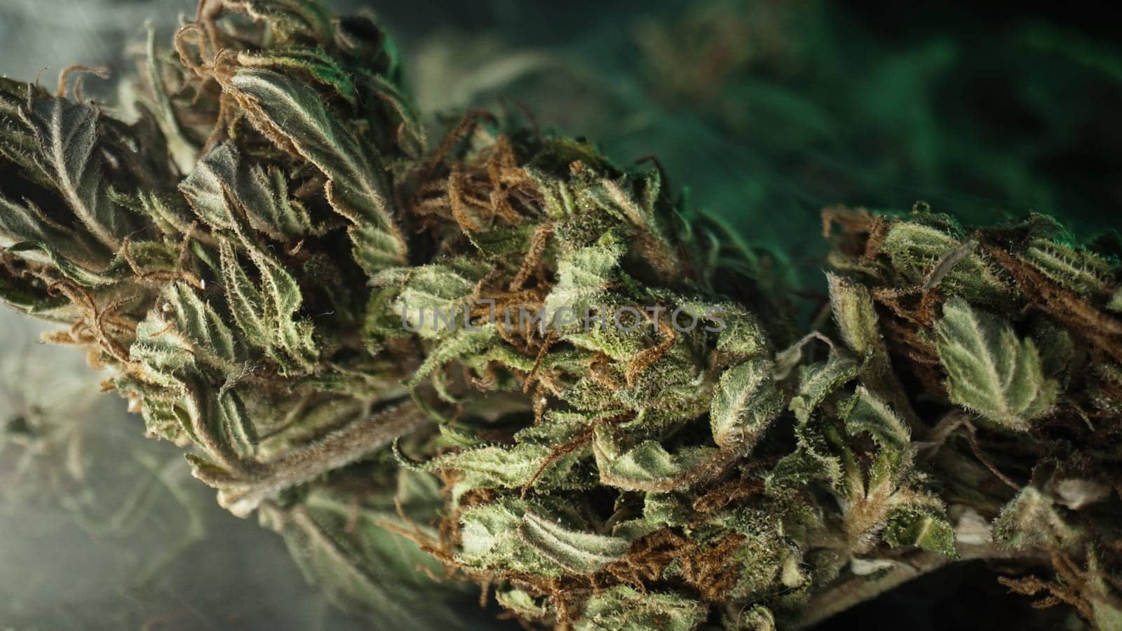 Marijuana buds in macro. Legal medical cannabis, smoking weed activities, ganja by kristina_kokhanova