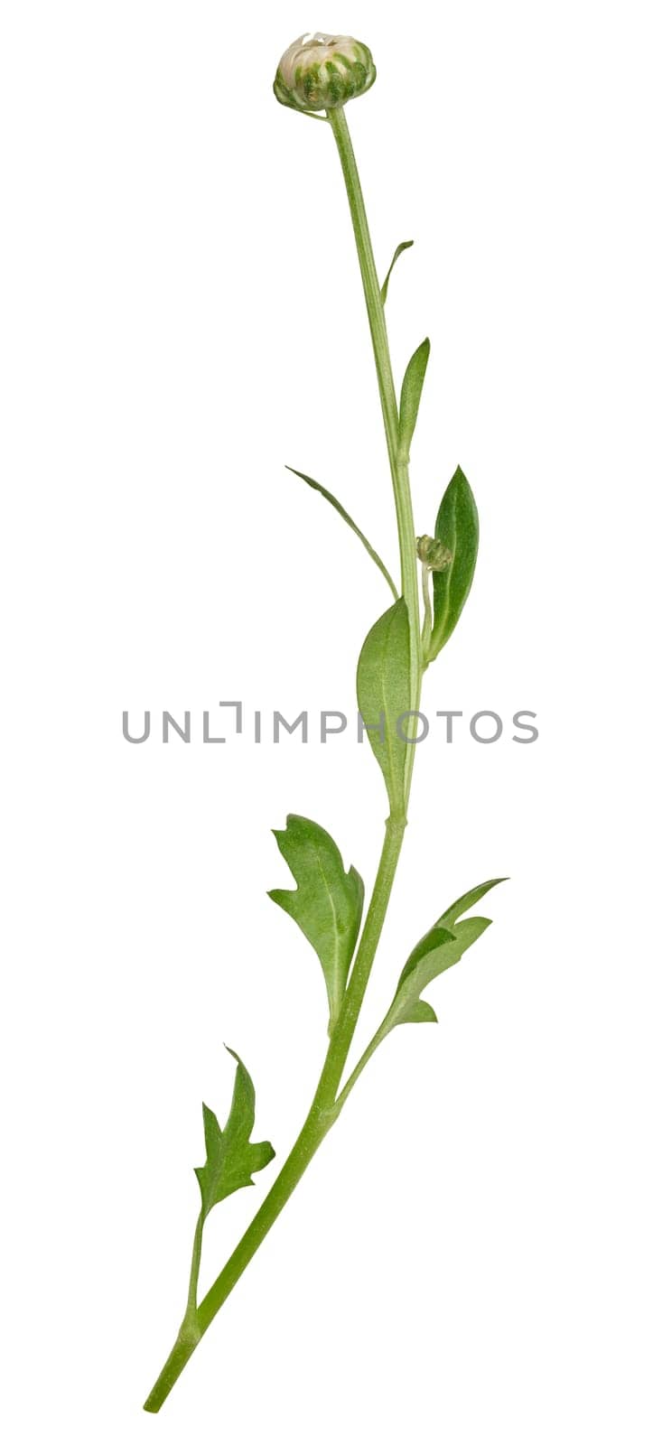 Green stem of chrysanthemum with white unblown bud  by ndanko