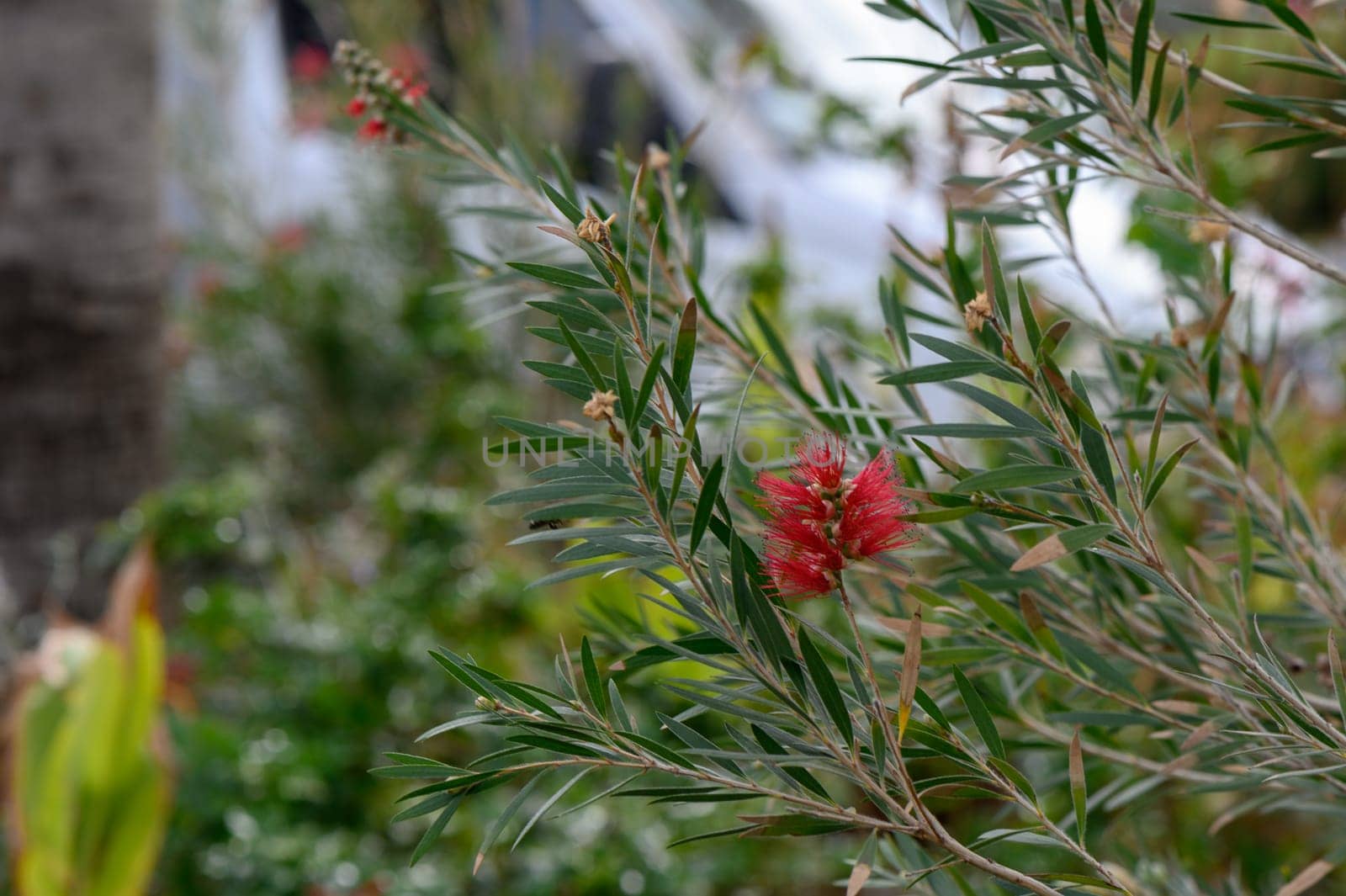 red tropical decorative flowers in cyprus
