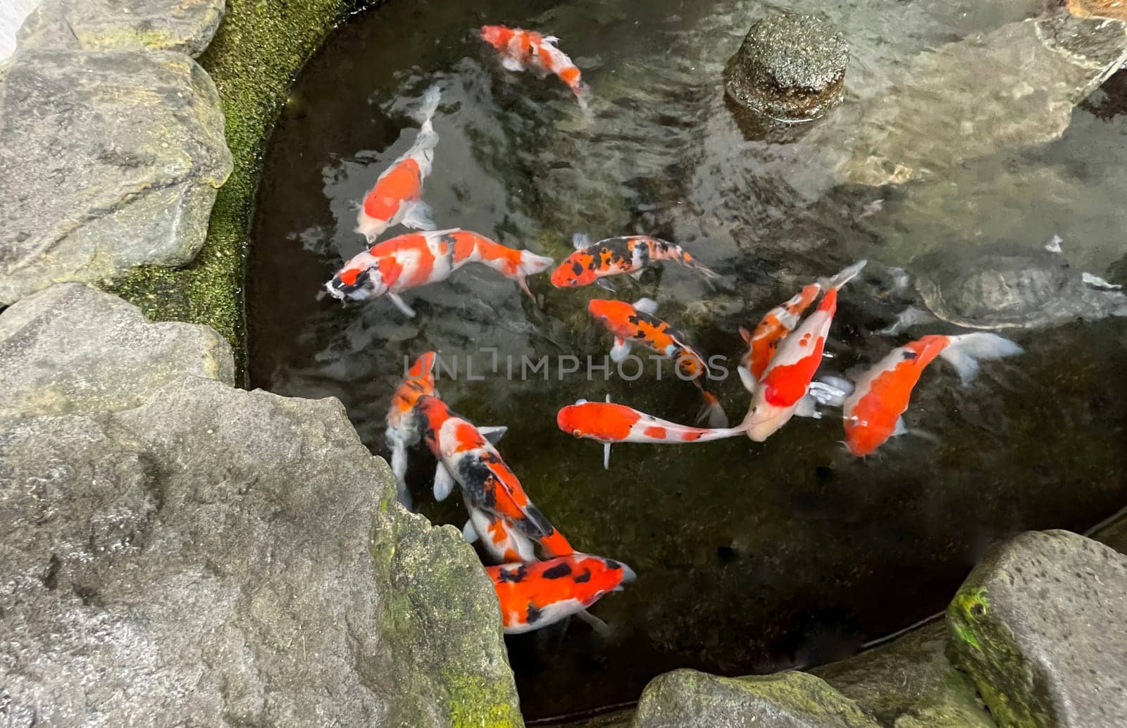 Colorful ornamental Koi fish float in the artificial pond, view from above good for content multimedia background