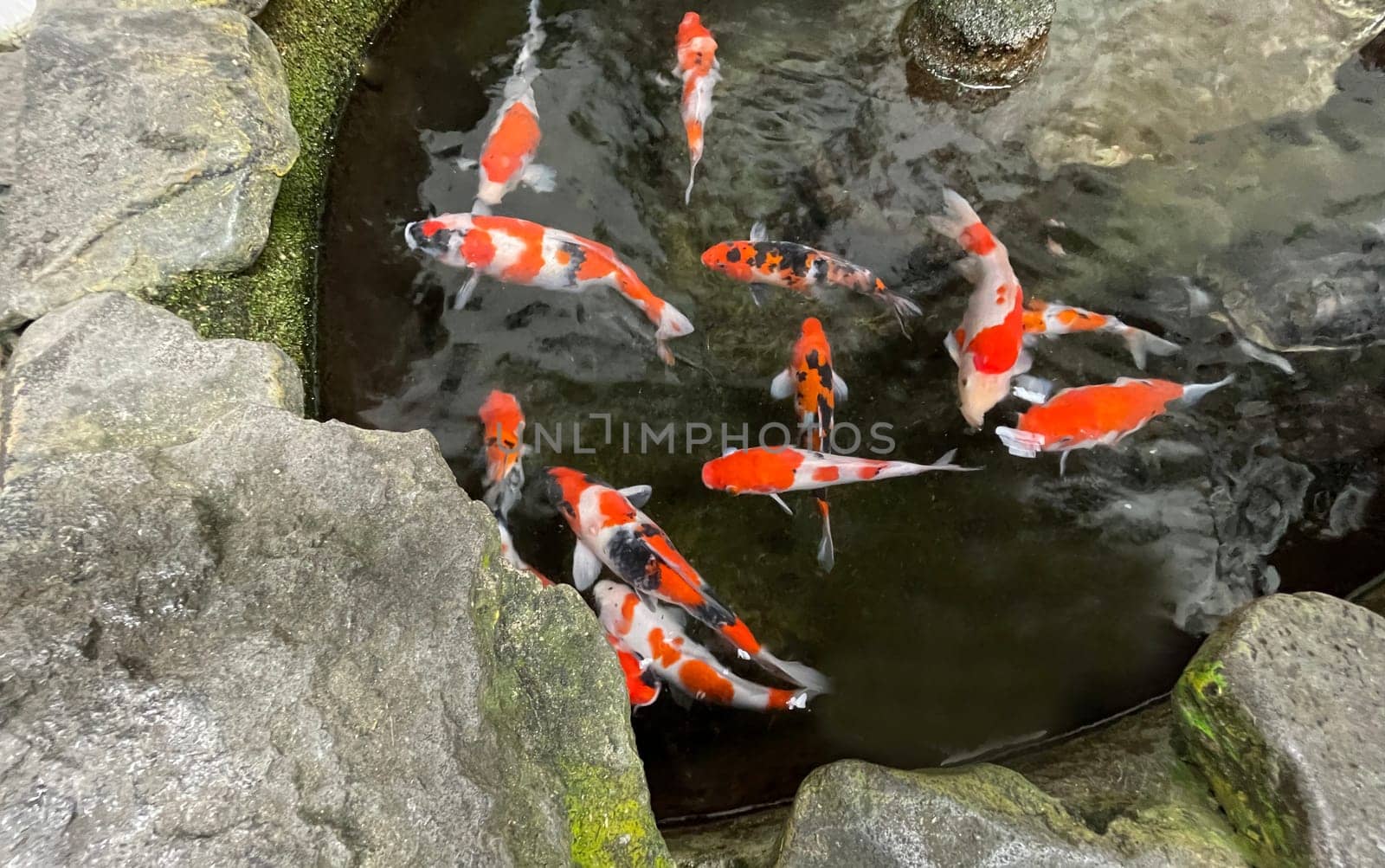 Colorful ornamental Koi fish float in the artificial pond, view from above good for content multimedia background