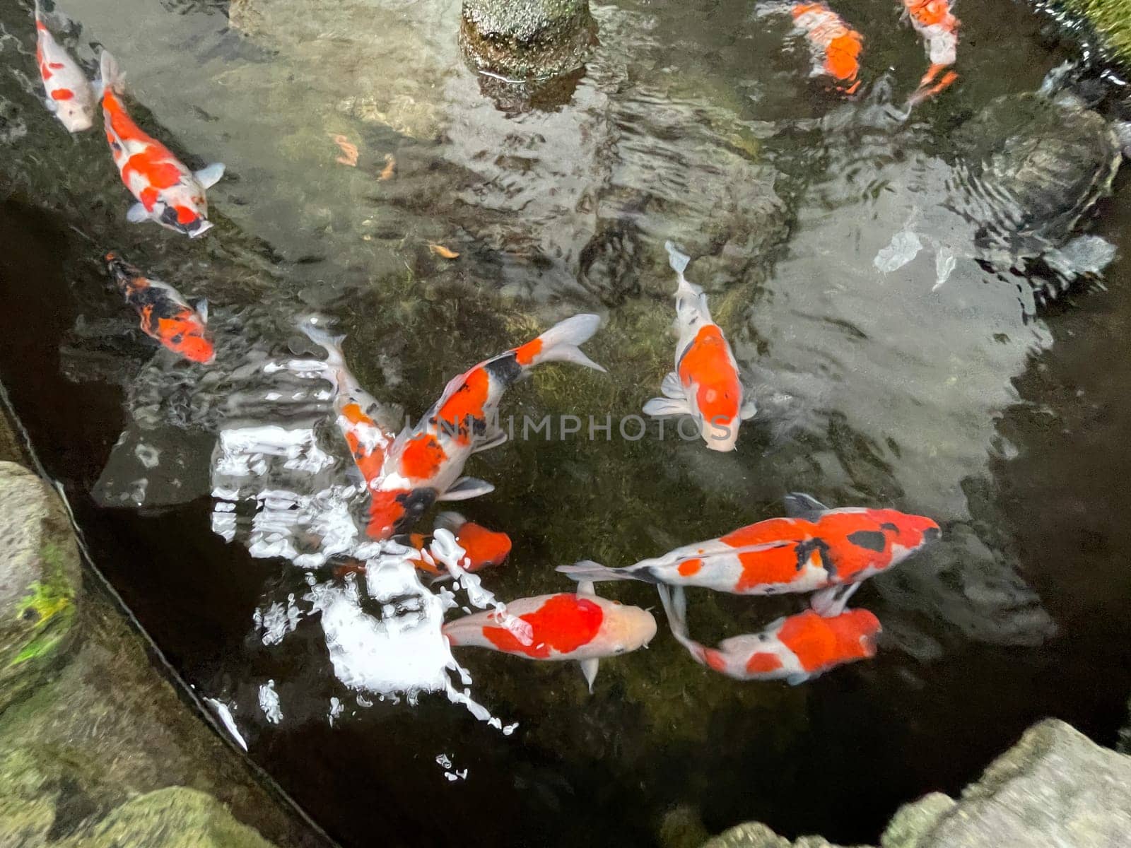 Colorful ornamental Koi fish float in the artificial pond, view from above good for content multimedia background