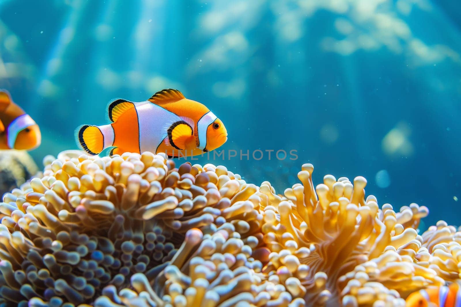 Captivating images of marine life, marine life ecosystem, Underwater image background.
