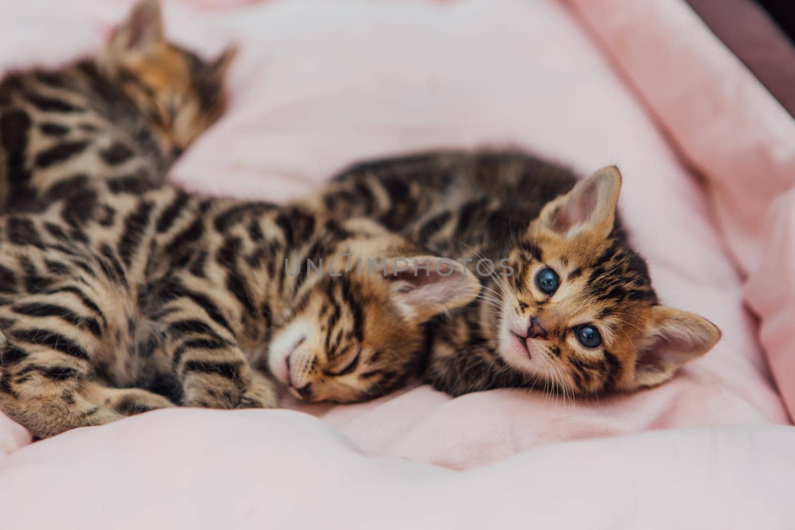 Close-up little bengal kittens on the cat's pillow by Smile19