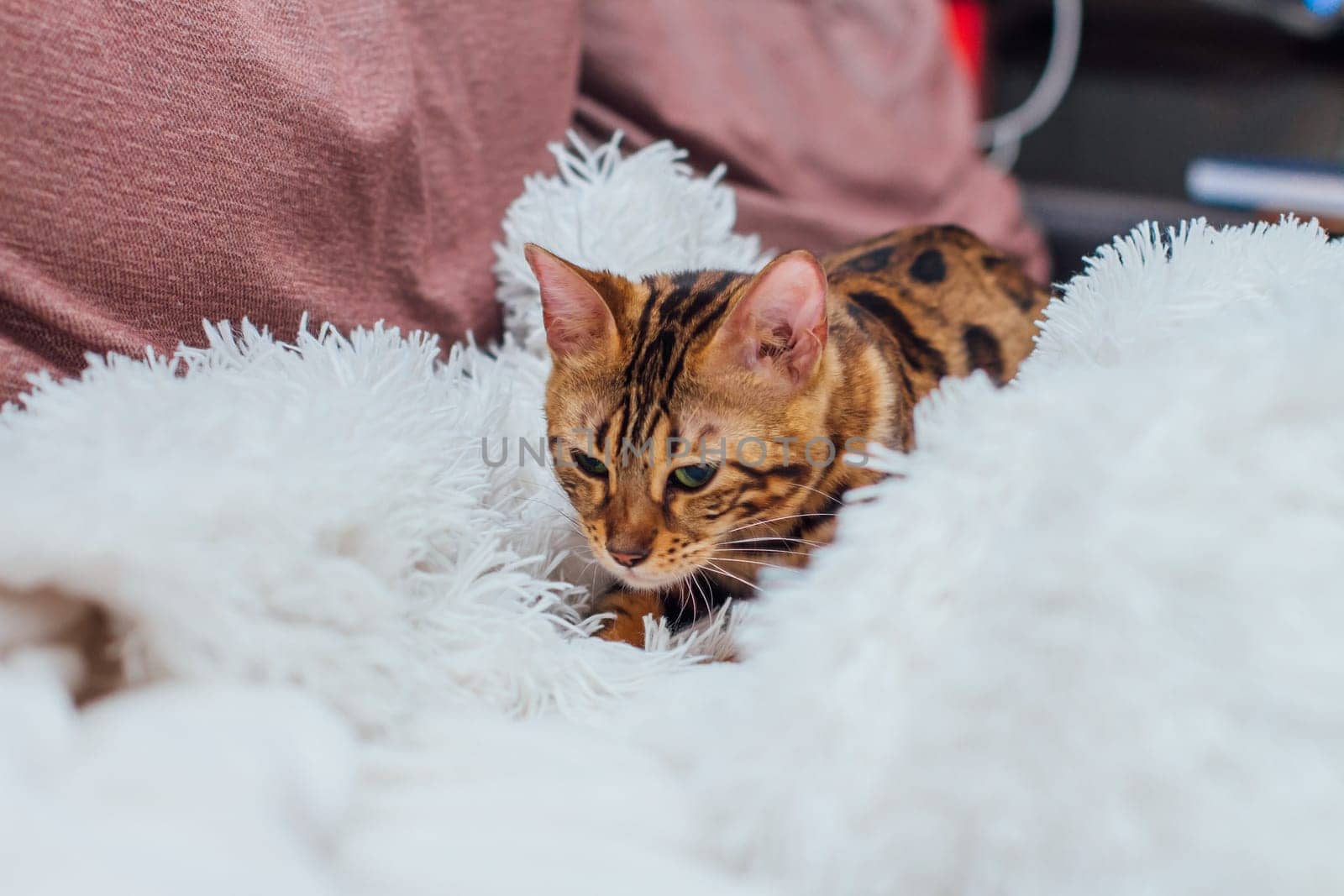 Bengal kitty cat laying on the white fury blanket by Smile19