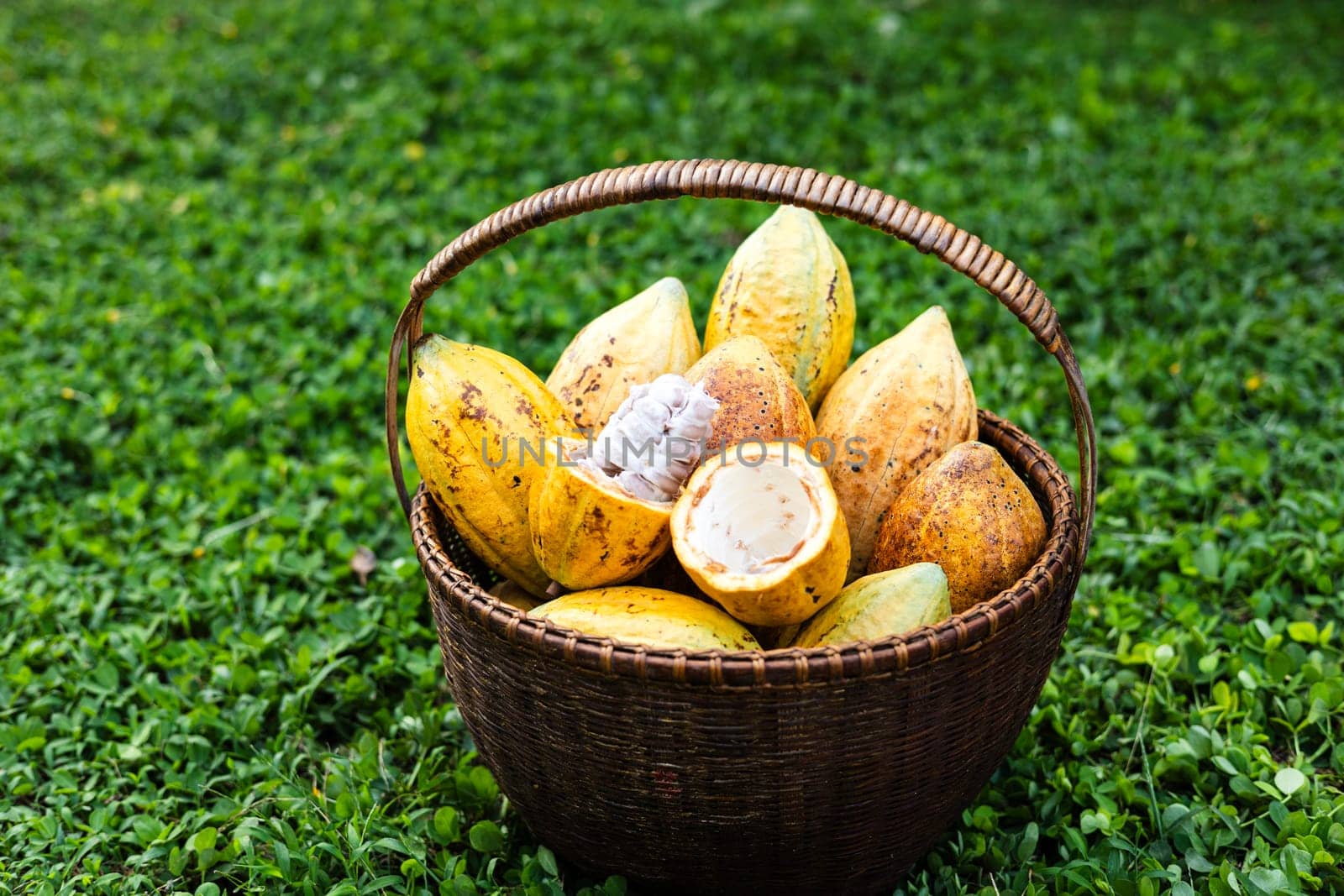 A basket of Cocoa pod. Cut in half ripe cacao pods or yellow cacao fruit Harvest cocoa seeds on a basket.