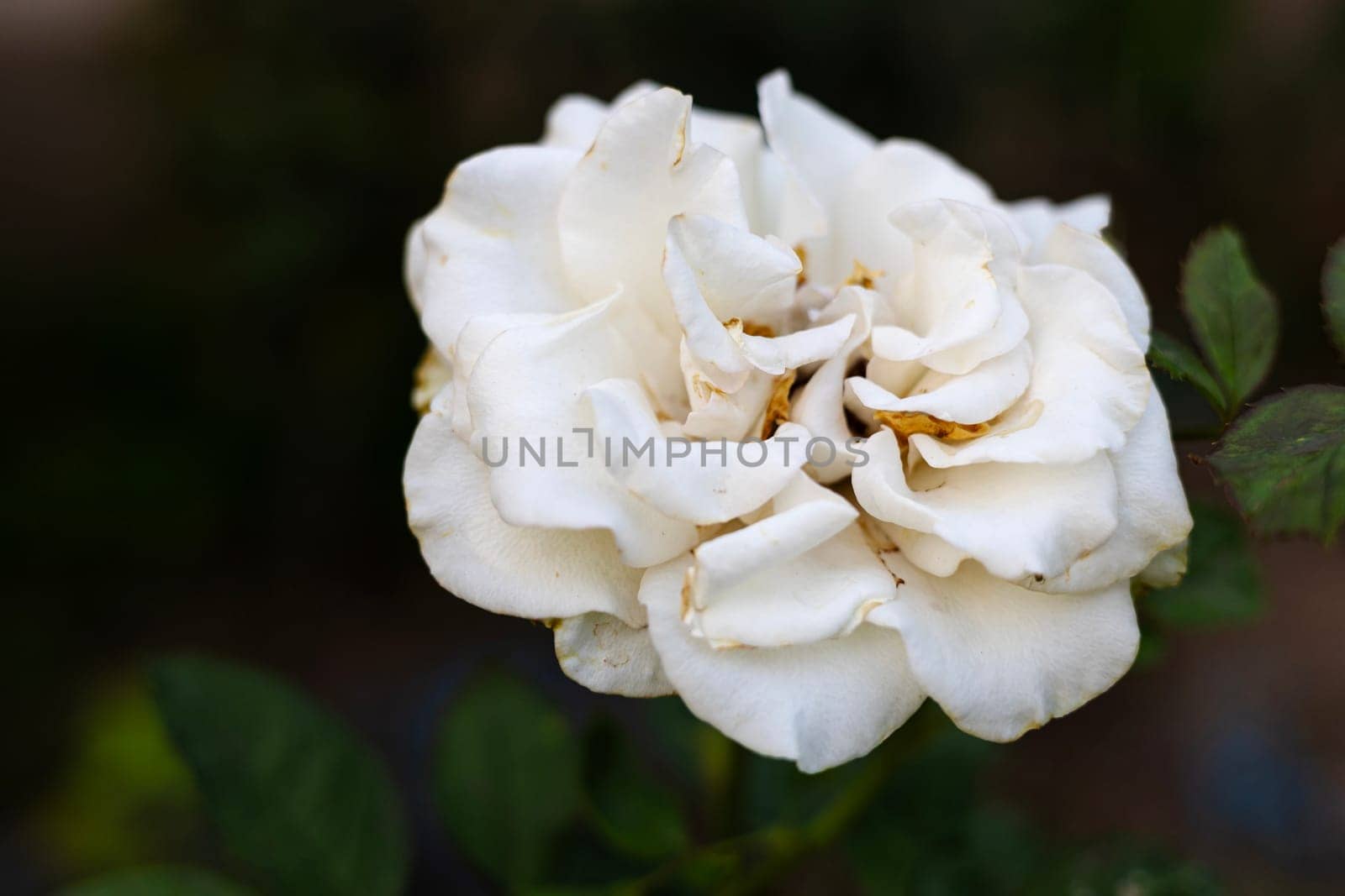 An old white rose at the park with green leaves.