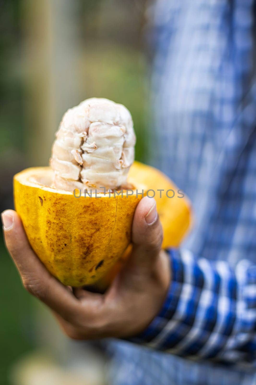 Woman Farmer holding a ripe cocoa fruit with beans inside.