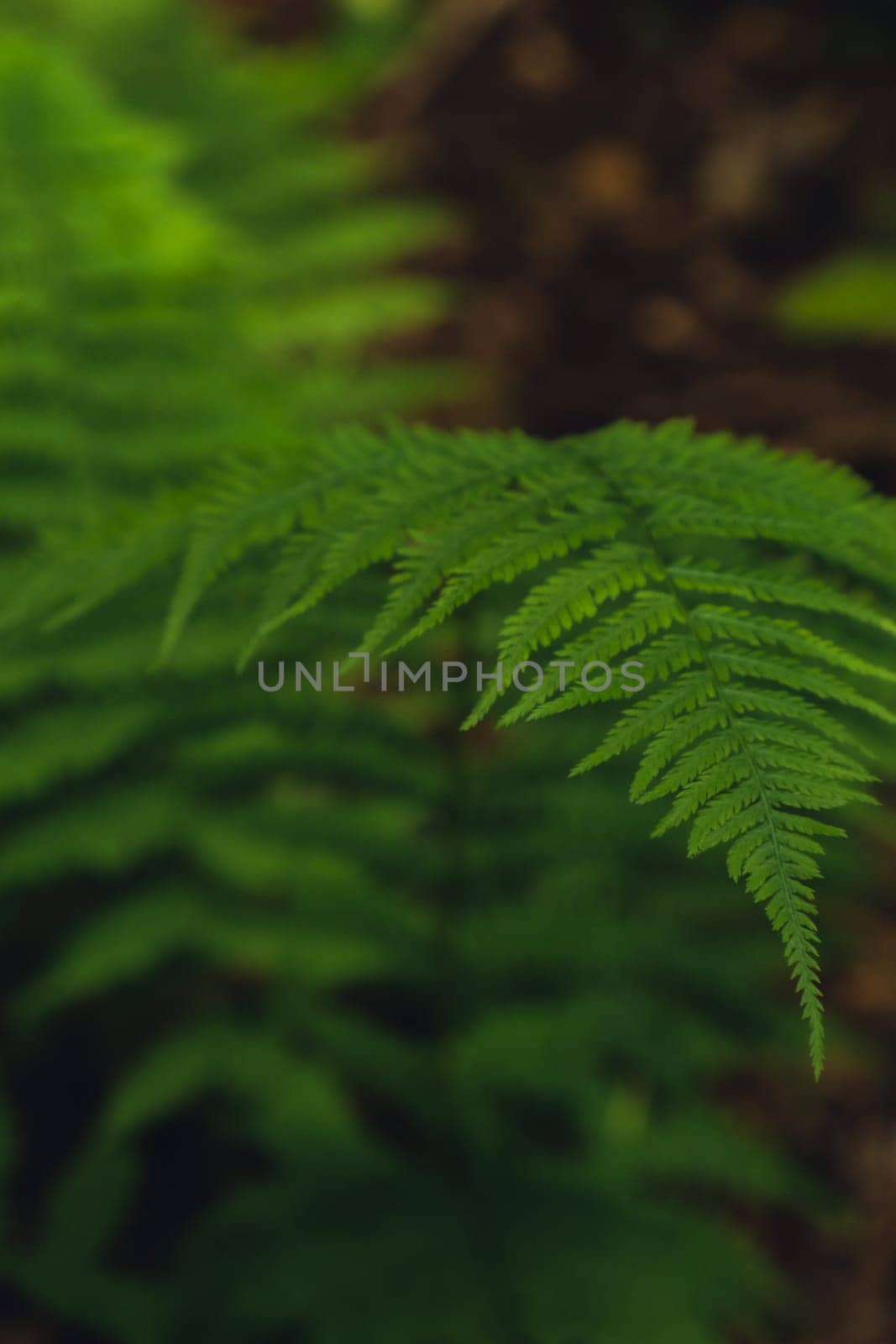 Beautiful fern leaves green foliage natural floral pattern fern background. Wallpaper of forest trees greenery copy space. Sunlight