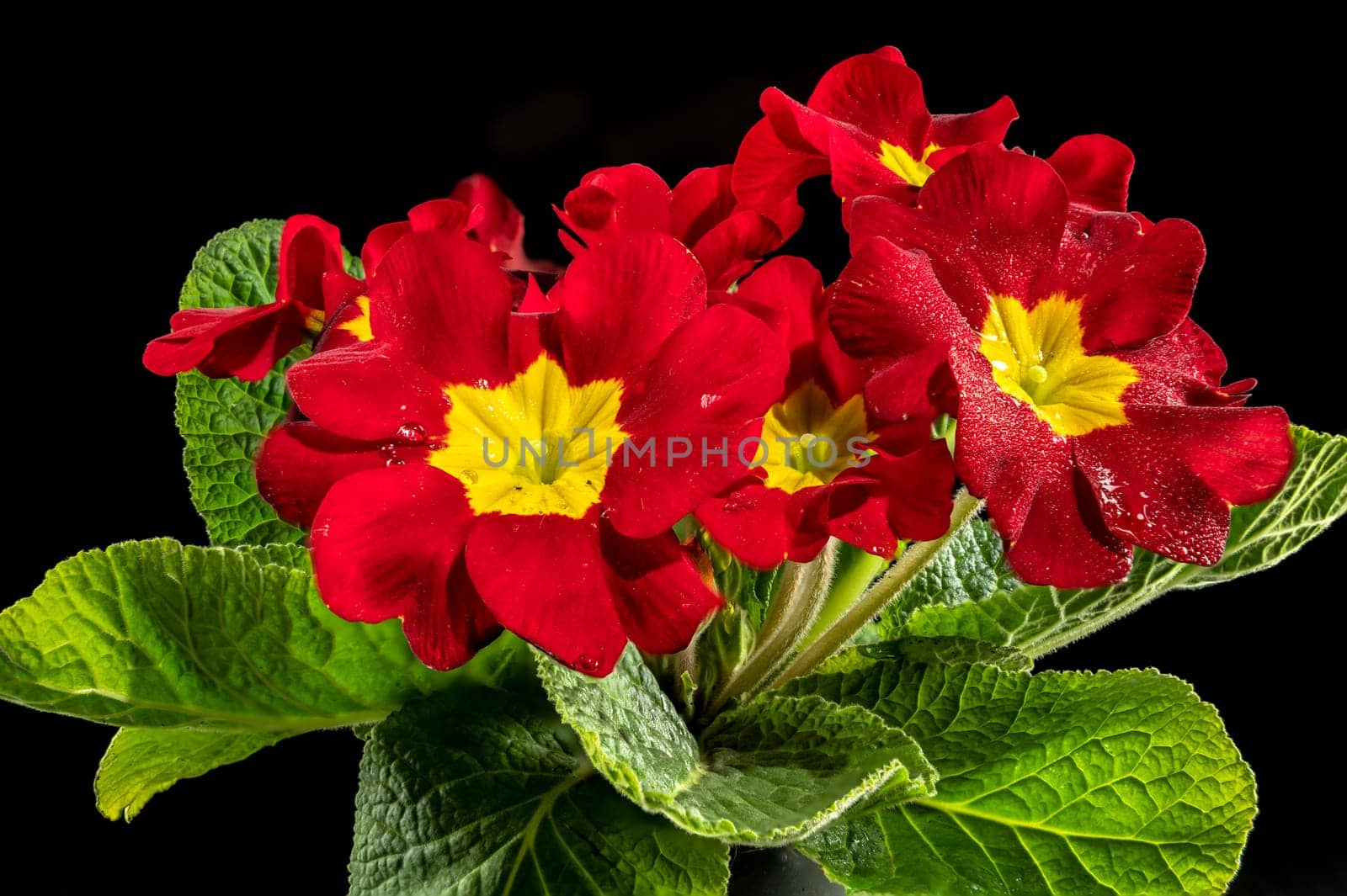 Blossoming Primula lopen red flowers on a black background close up