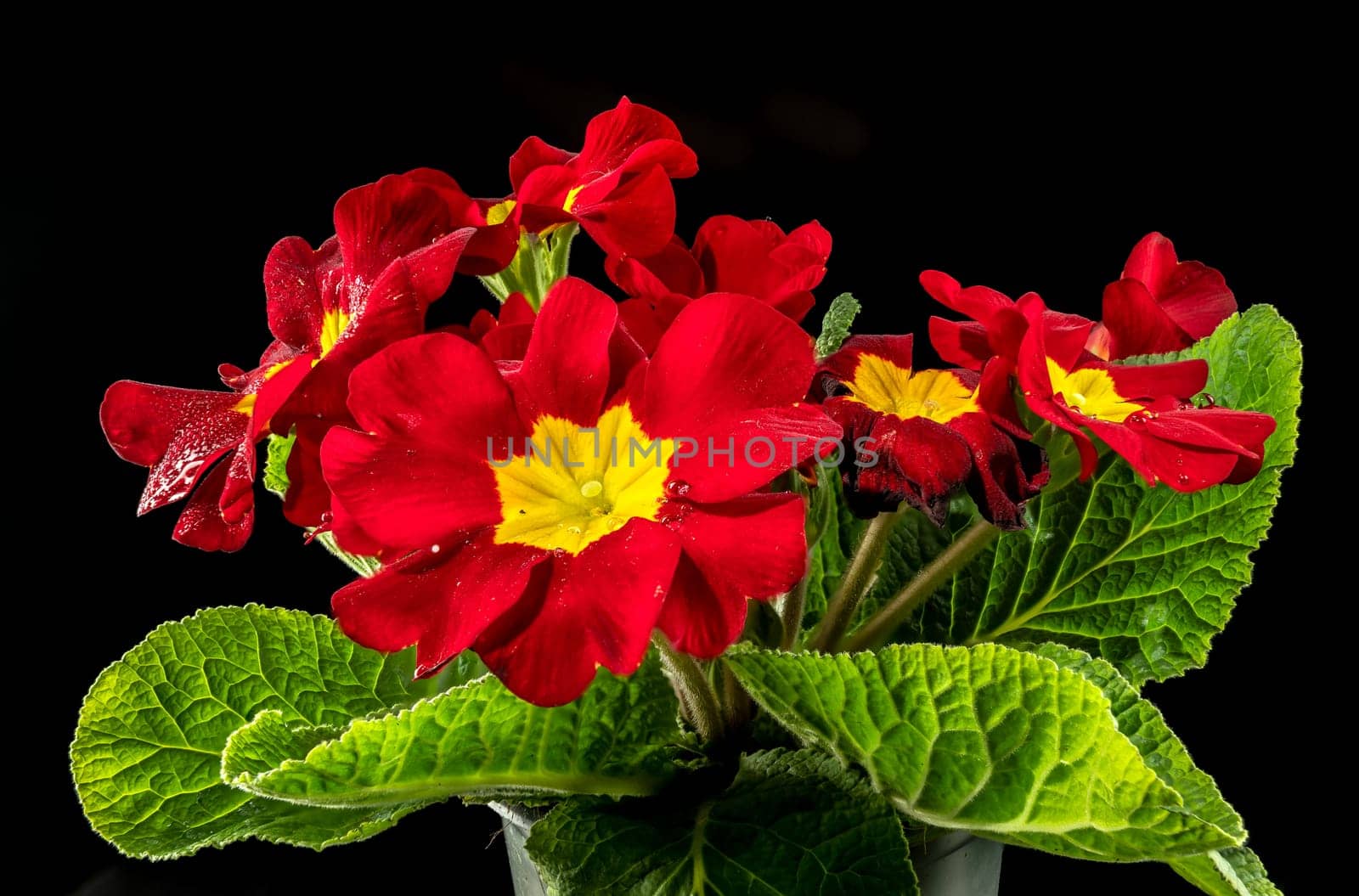 Primula Lopen red flowers on a black background by Multipedia