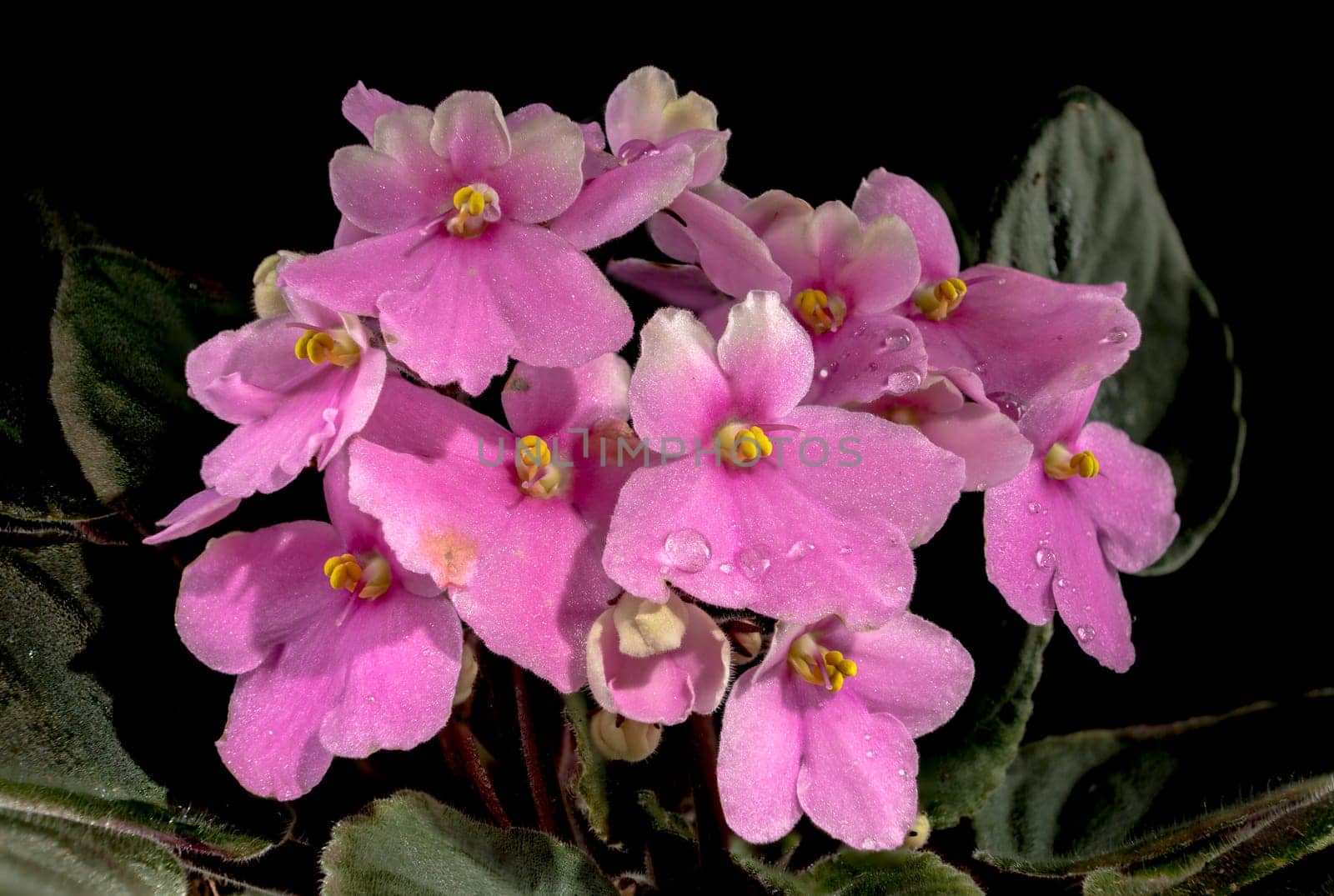 Pink Viola flowers on a black background by Multipedia