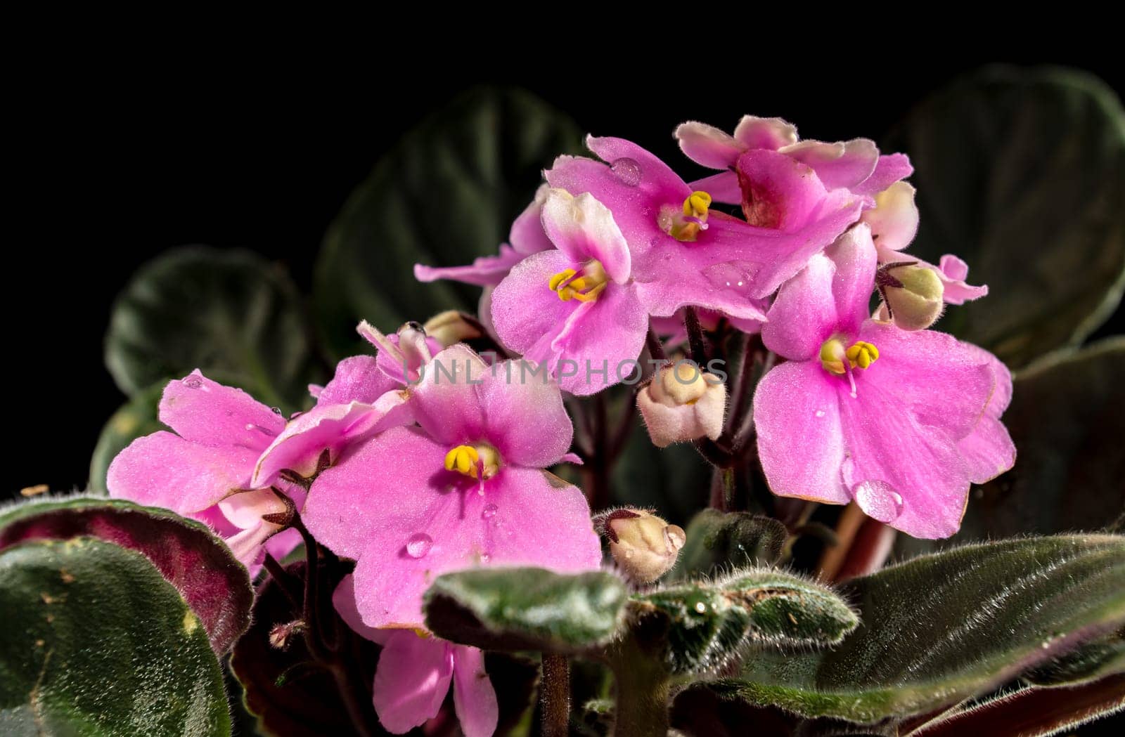 Pink Viola flowers on a black background by Multipedia