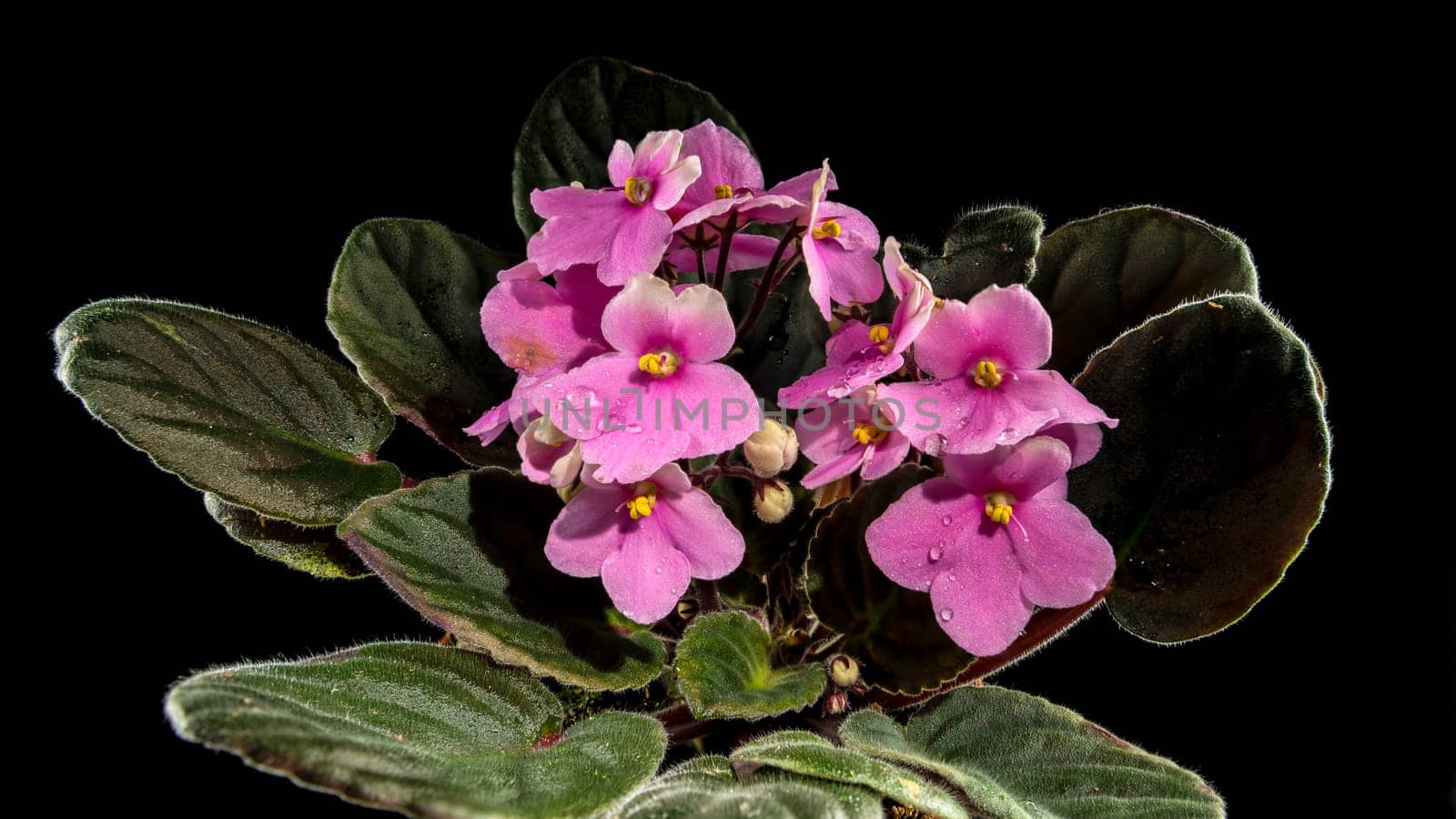 Blossoming pink viola flowers on a black background close up