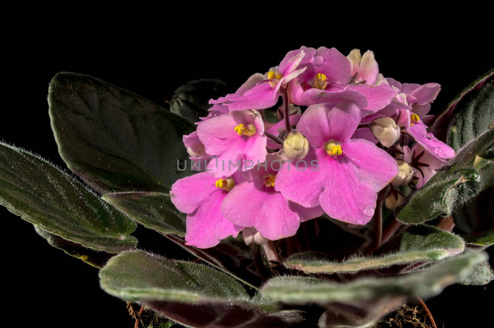 Blossoming pink viola flowers on a black background close up