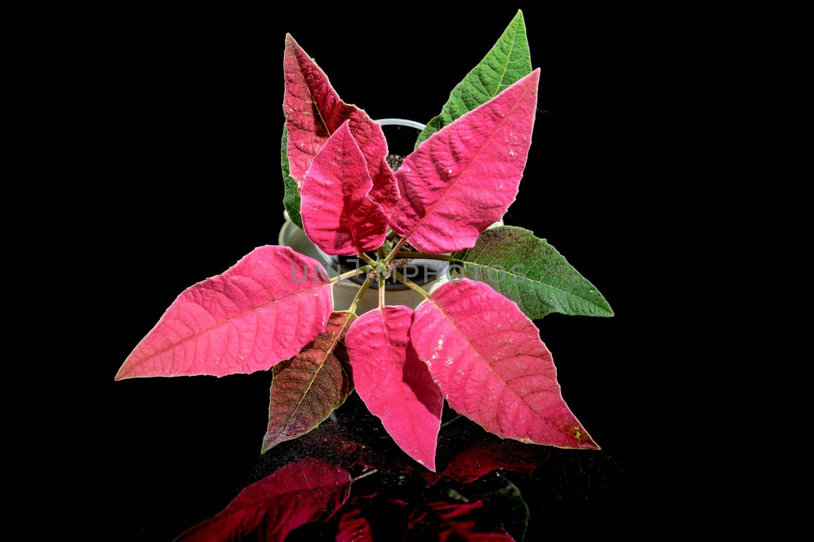 Red leaves of Poinsettia on a black background by Multipedia