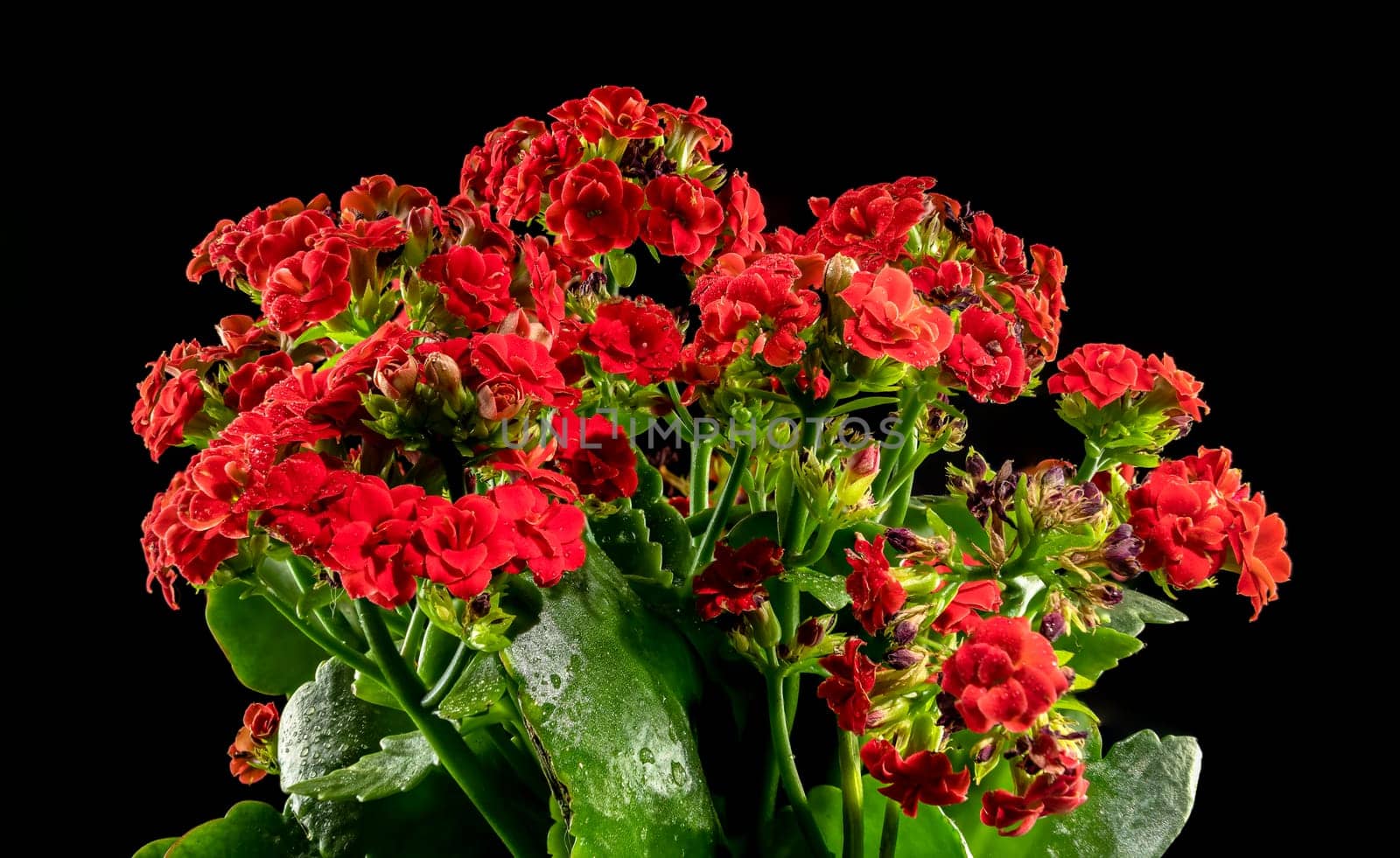 Kalanchoe red flowers on a black background by Multipedia
