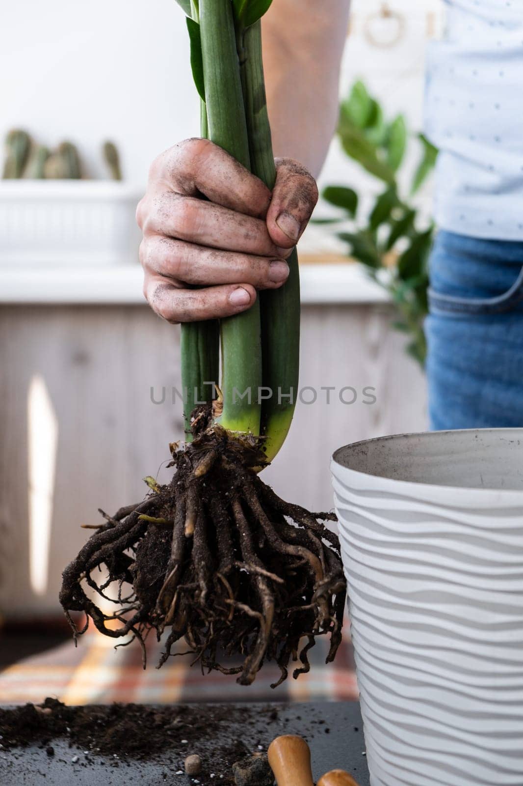 Man doing replant zamioculcas to new pot at home. Cleaning roots. Pulling plant with roots from pot, close-up. Florist gardening at home. Leisure free time hobby