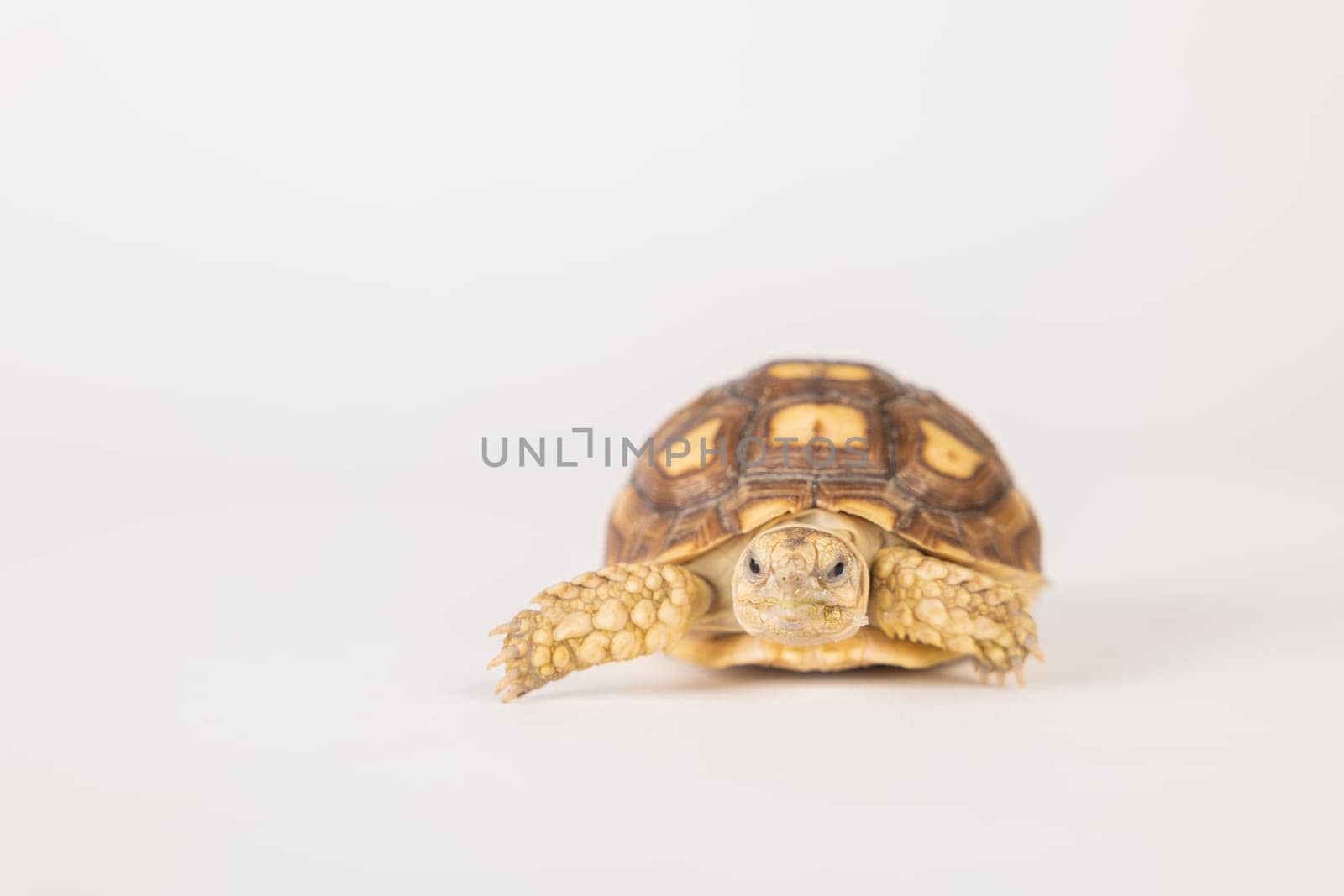 An isolated portrait of a little African spurred tortoise, also known as the sulcata tortoise, against a white background. This adorable reptile showcases the beauty of nature's design. by Sorapop
