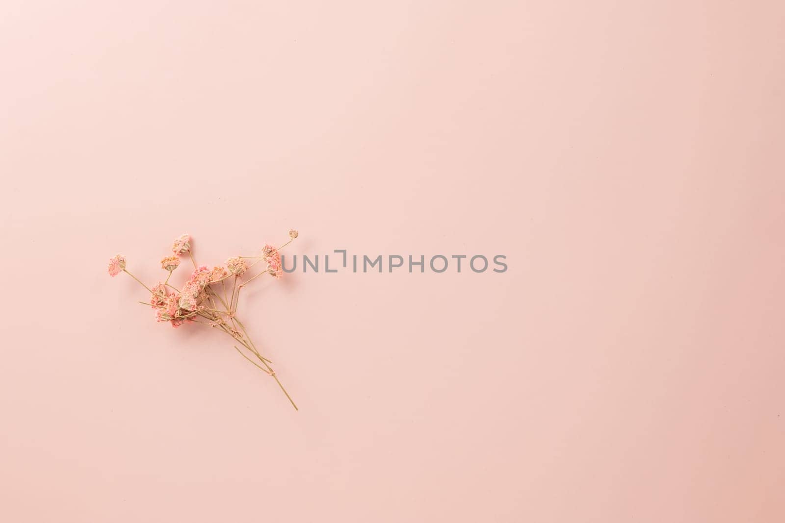 Beautiful spring flowers on paper card pastel pink background by Sorapop