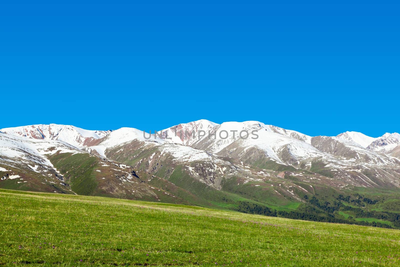 A hiking paradise in Alpine meadow zone in mountains at summer