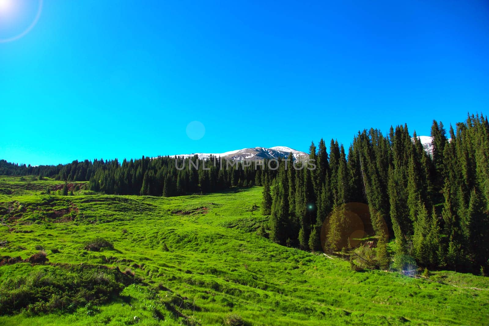 A hiking paradise in Alpine meadow zone in mountains at summer