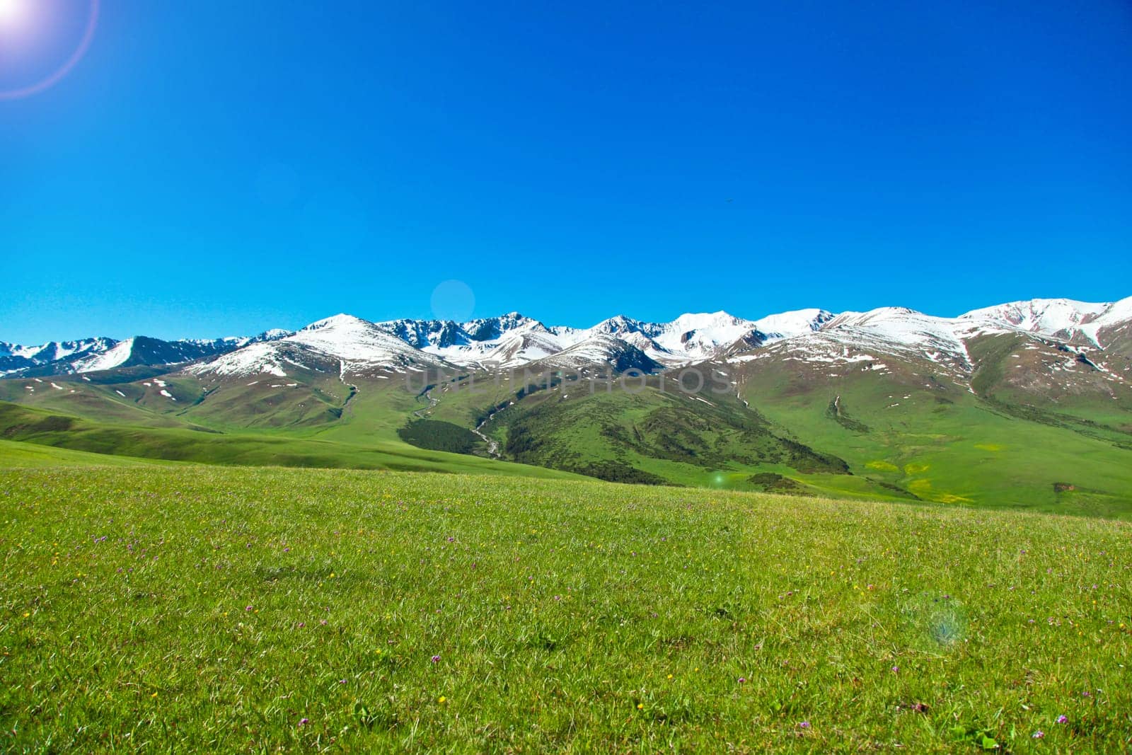 A hiking paradise in Alpine meadow zone in mountains at summer