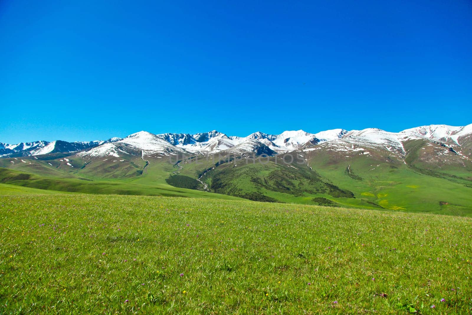 A hiking paradise in Alpine meadow zone in mountains at summer