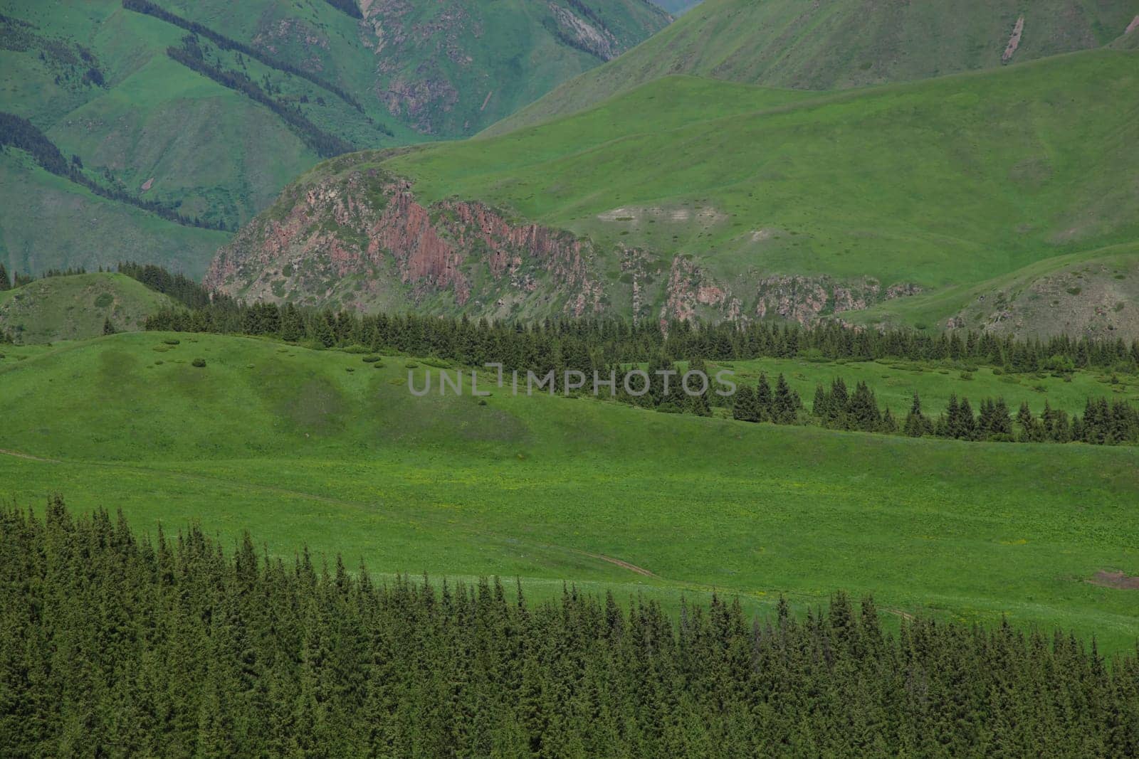A hiking paradise in Alpine meadow zone in mountains at summer