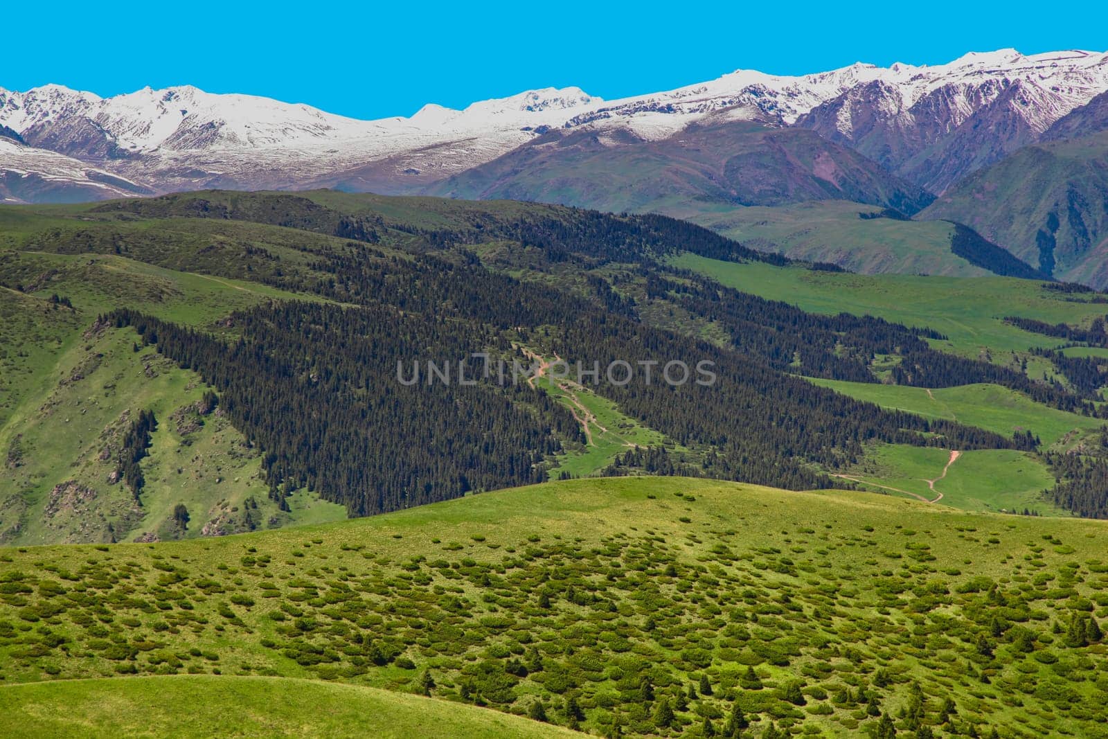 A hiking paradise in Alpine meadow zone in mountains at summer