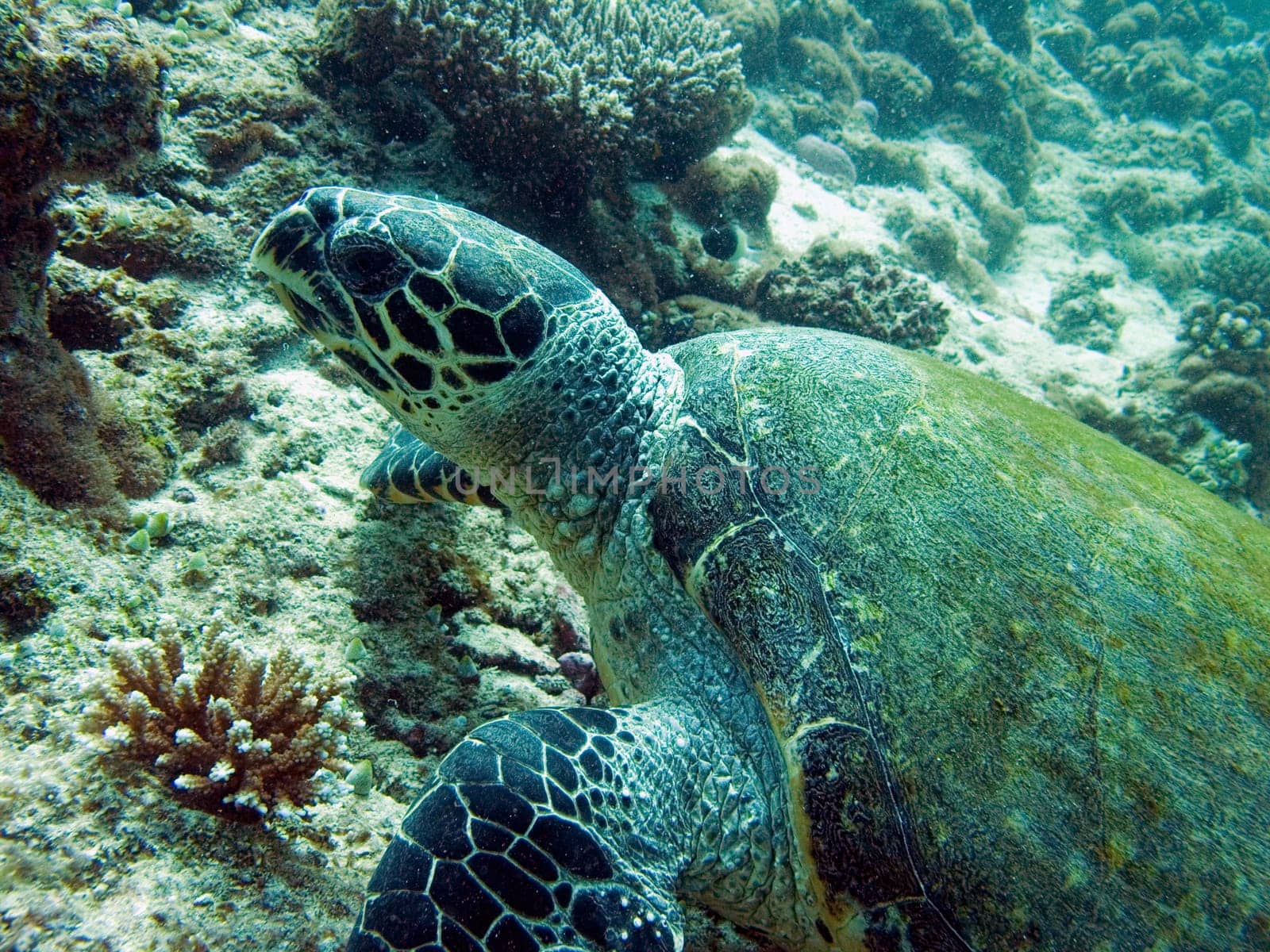 Sea turtle at reef. Hawksbill Turtle - Eretmochelys imbricata floats under water.