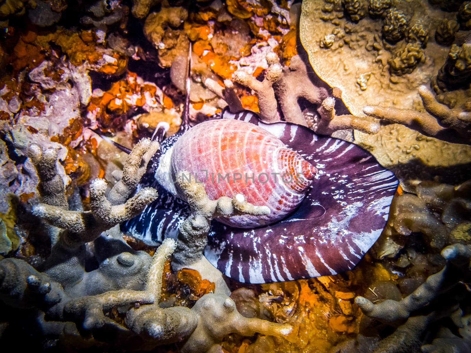Closeup view of Channeled Tun gastropod. Sea snail crawling in staghorn corals