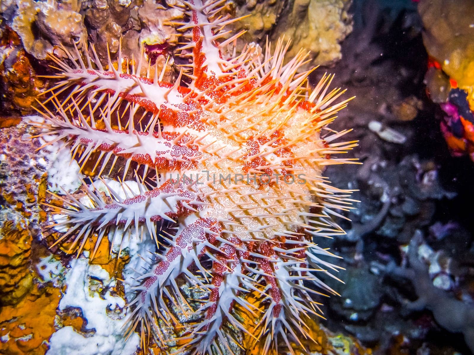 Starfish - Crown of Thorns at reef. Marine life at coral reef and its ecosystem. Diving and exploring at Maldivian archipelago.