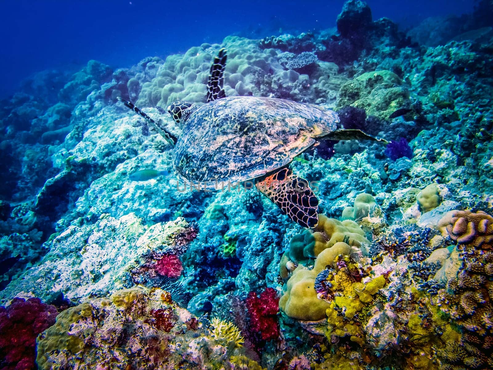 Sea turtle at reef. Hawksbill Turtle - Eretmochelys imbricata floats under water.