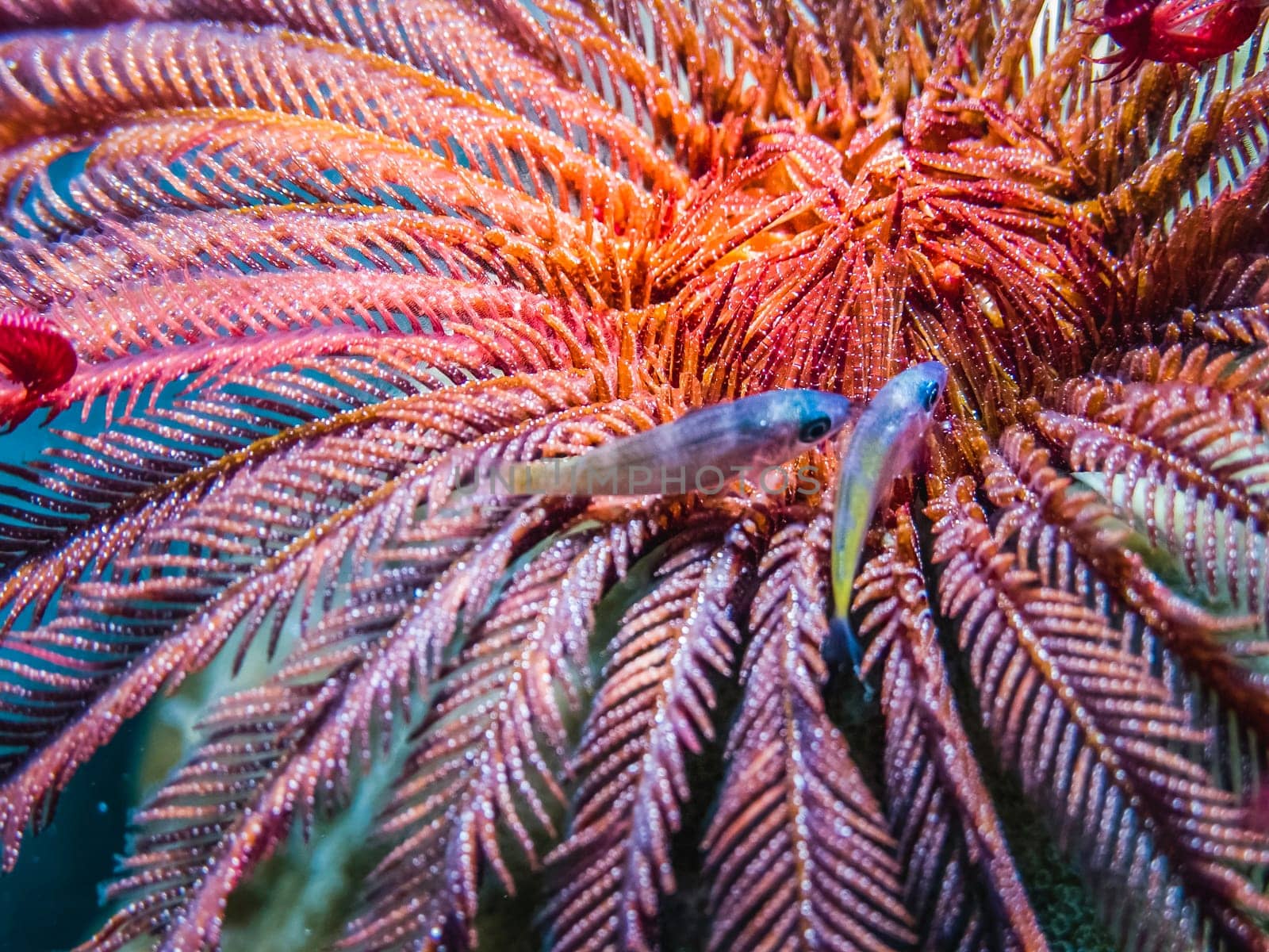A feather star on reef rock, close-up view. A beautiful crinoid underwater