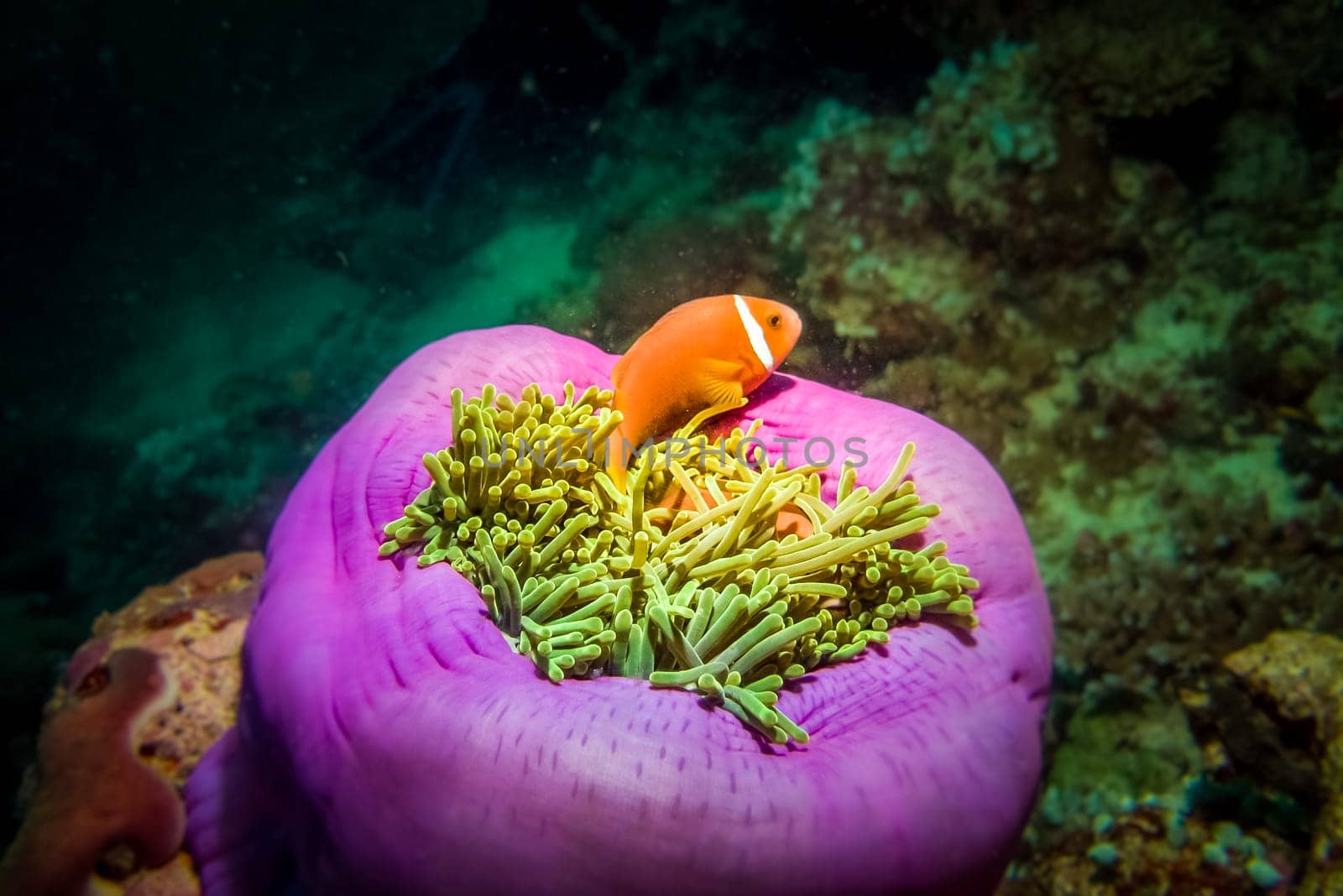 Maldive Anemonefish (Amphiprion nigripes) hiding in anemone tentacles. A large basket looks like, magenta colored body of anemone with light green tentacles and orange fish with white strip.