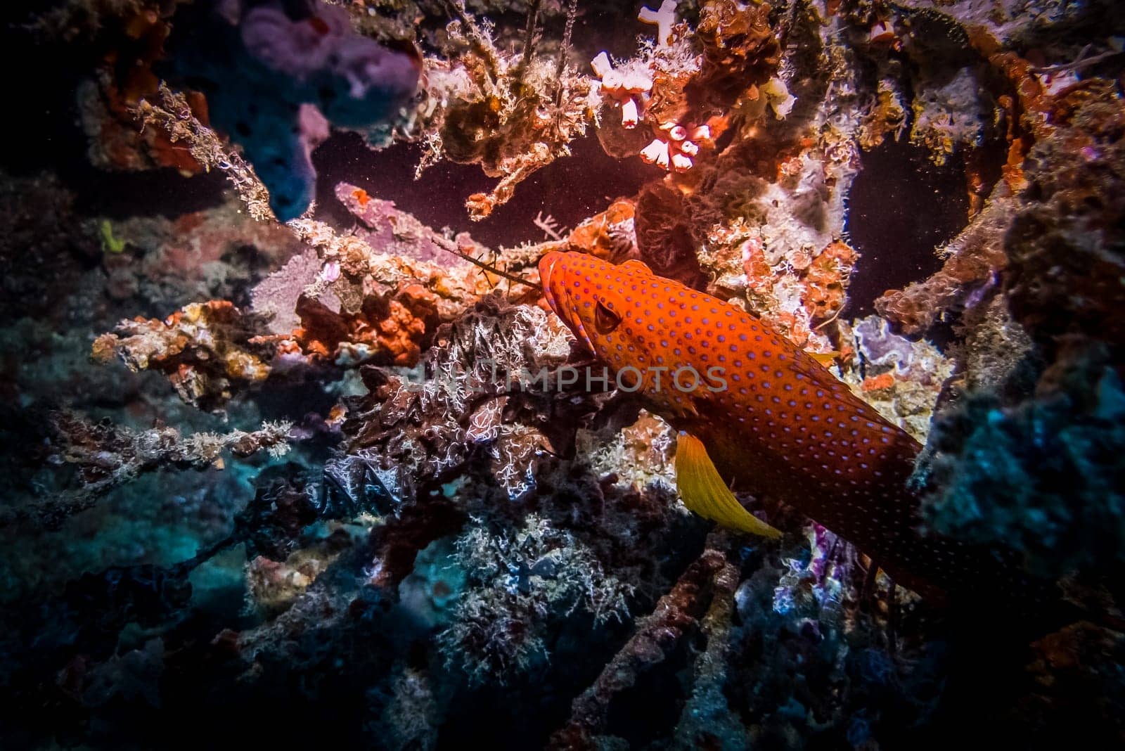 Tropical coral reef fish - Coral trout (leopard coral grouper). Orange fish with blue spots in hideaway. Marine life at coral reef and its ecosystem at night.