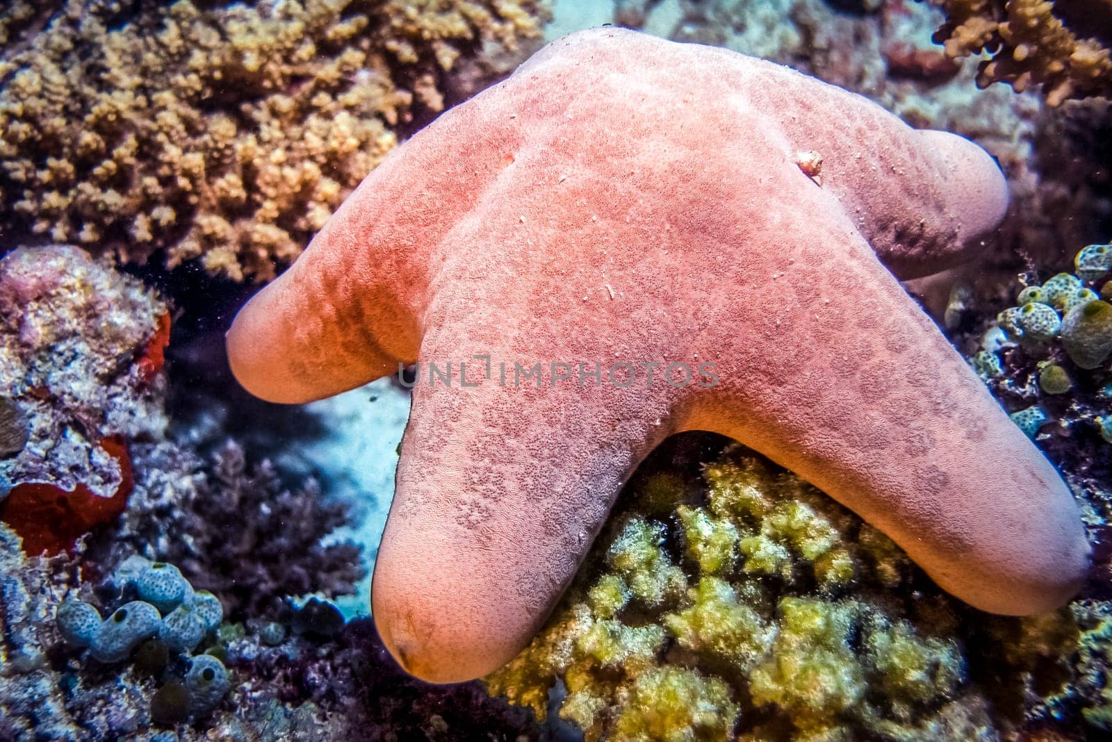 Starfish posing at coral reef