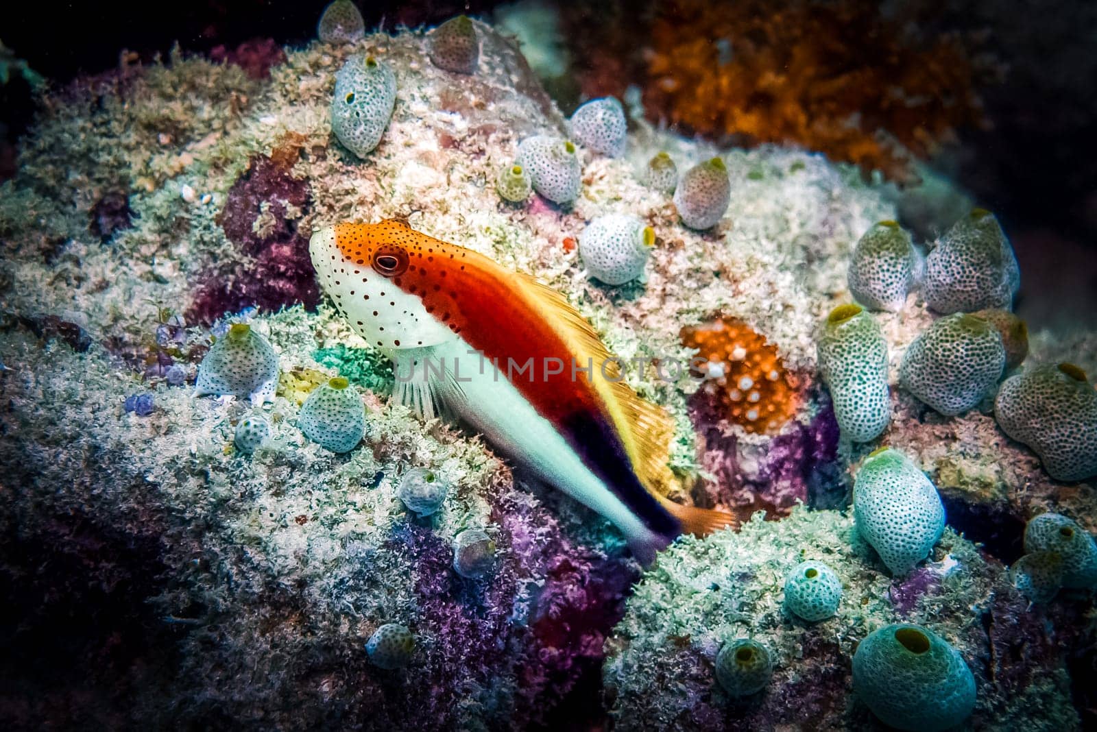 Tropical coral reef fish. Freckled Hawkfish - Ambassis Kopsii. A small fish with a pronounced orange and white color.