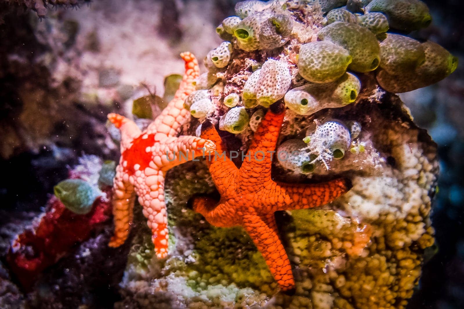 A close-up of starfish at the bottom of the sea