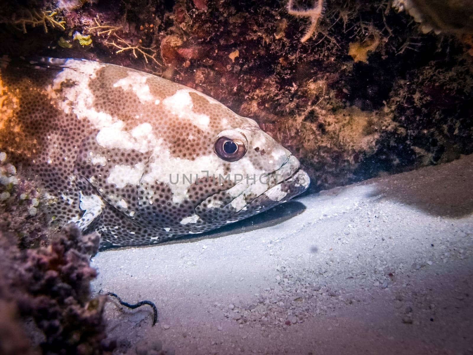 The camouflage grouper. Close up shot during dive safari at Maldives