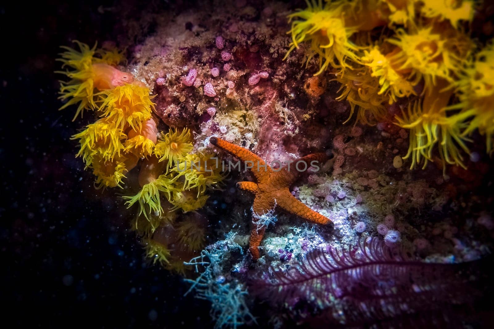 A close-up of starfish at the bottom of the sea