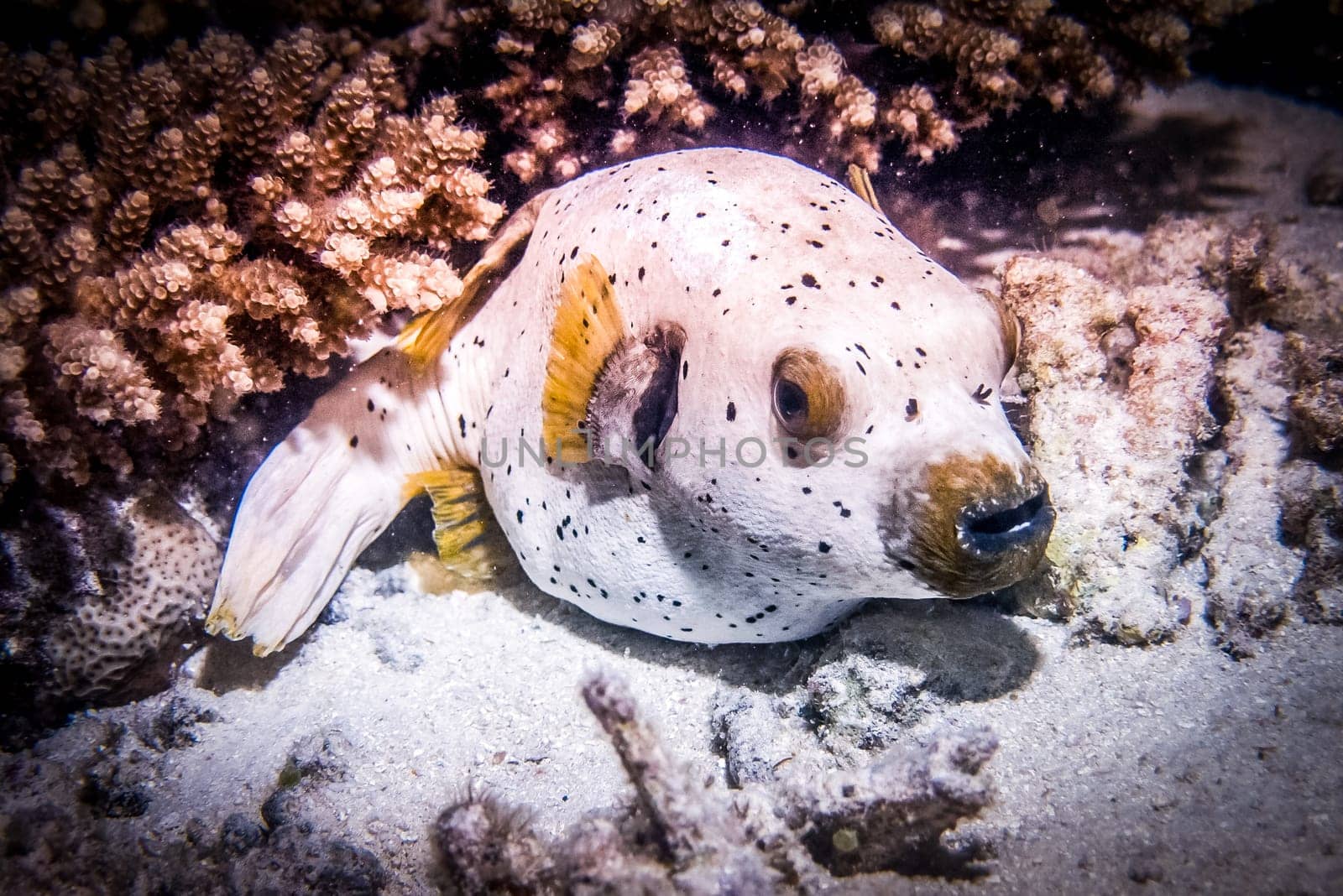Close up view of Arothron Dogface Puffer Fish. Diving tour at Maldives