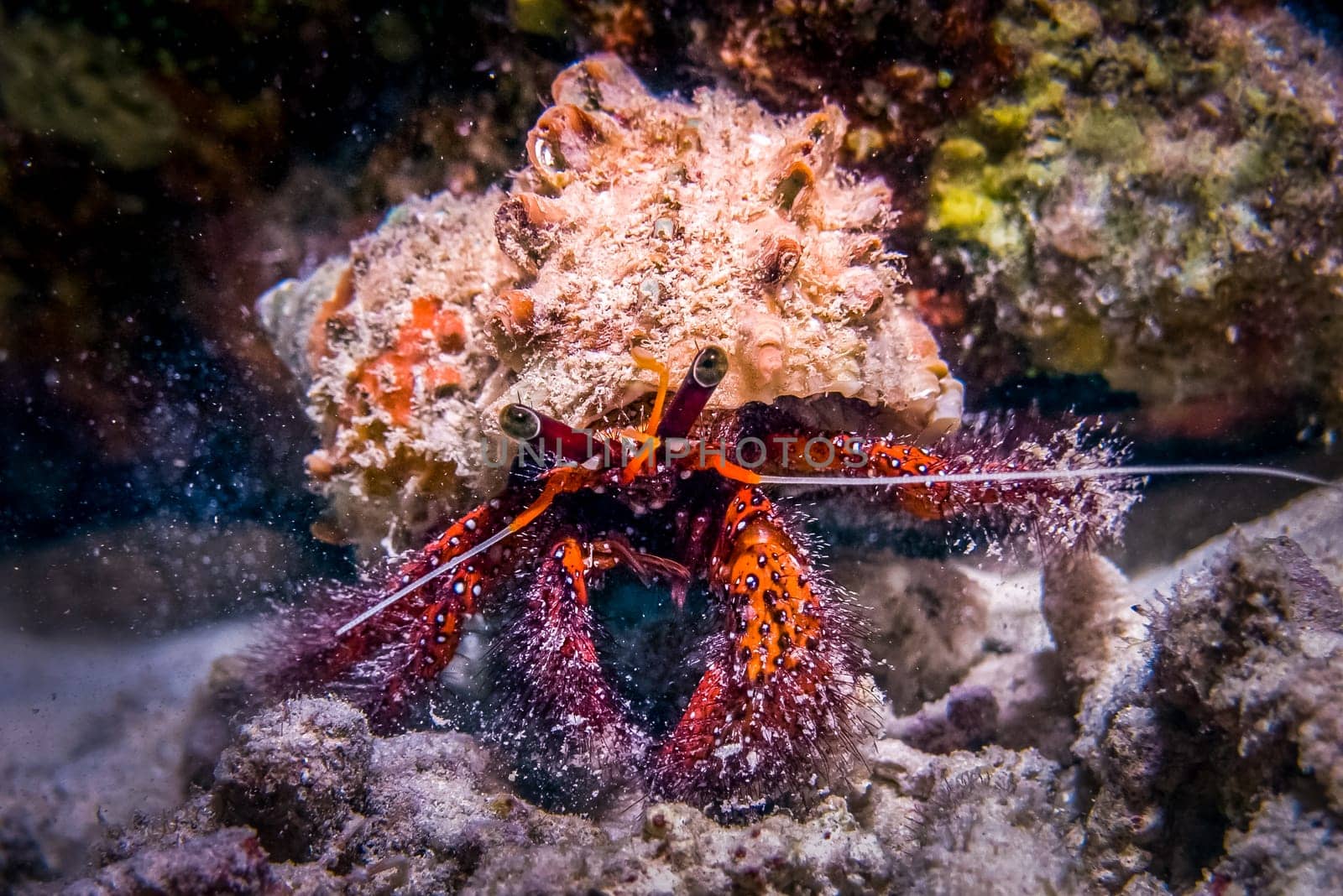 Hermit Crab macro. Crab with dusty shell and reef rocks behind him. Small red crab with villi, white spots on claws and dusty orange shell.
